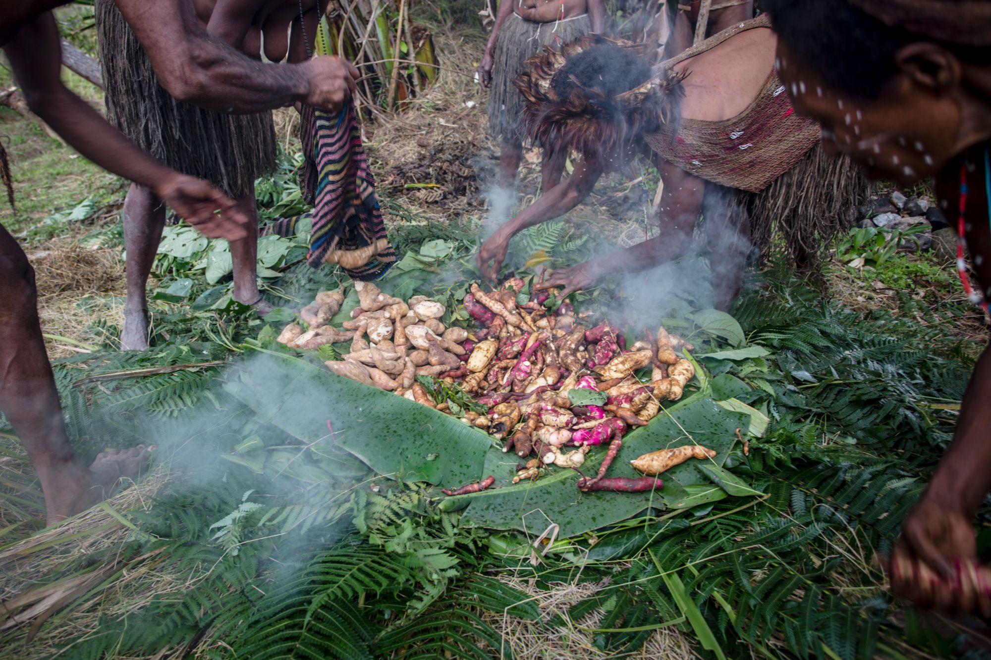 Papua - Reise in eine andere Zeit ab Jayapura: Papua | Baliem Valley | Sweet Potato harvest