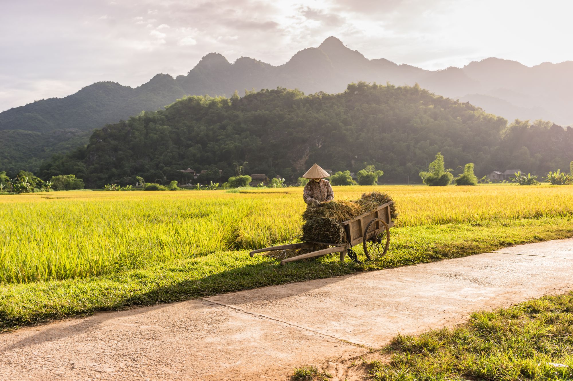 Impressionen Nordvietnams ab Hanoi: Woman working in the rice fields in Mai Chau valley