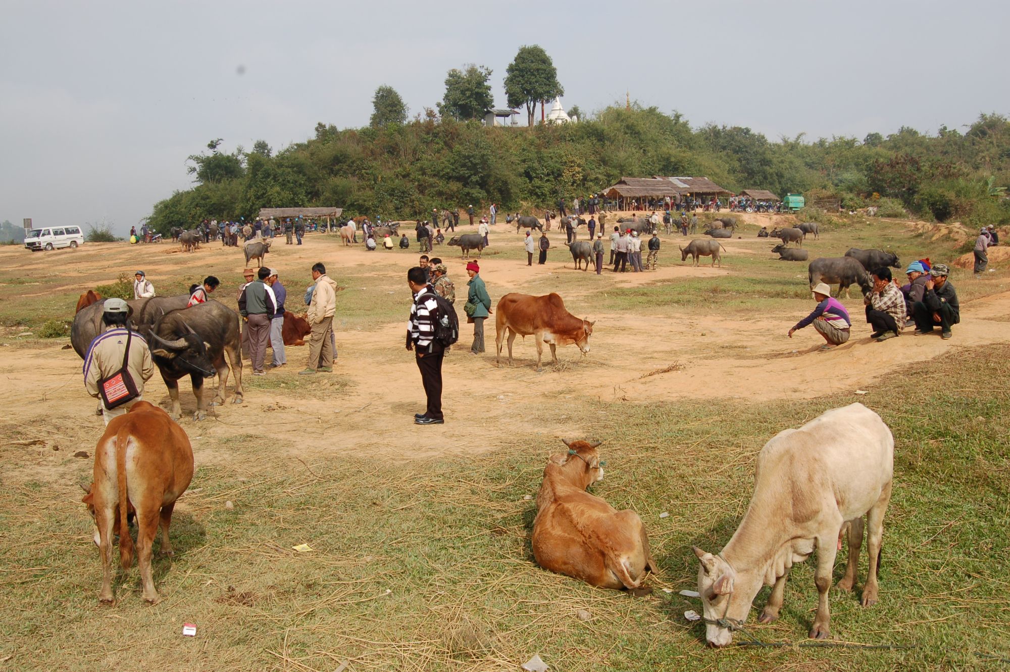 Die Bergstämme von Kyaing Tong: Kyaing Tong cattle market