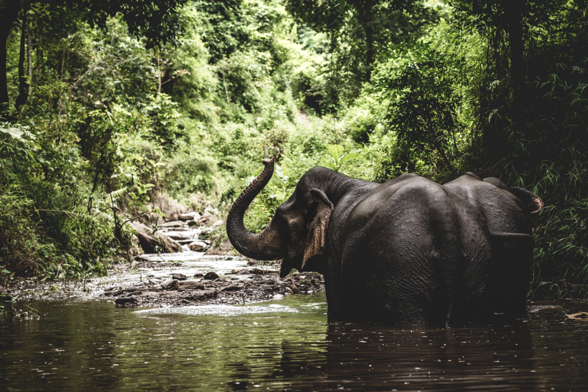 Naturschönheiten Nordlaos' ab Luang Prabang: Elephant bathing