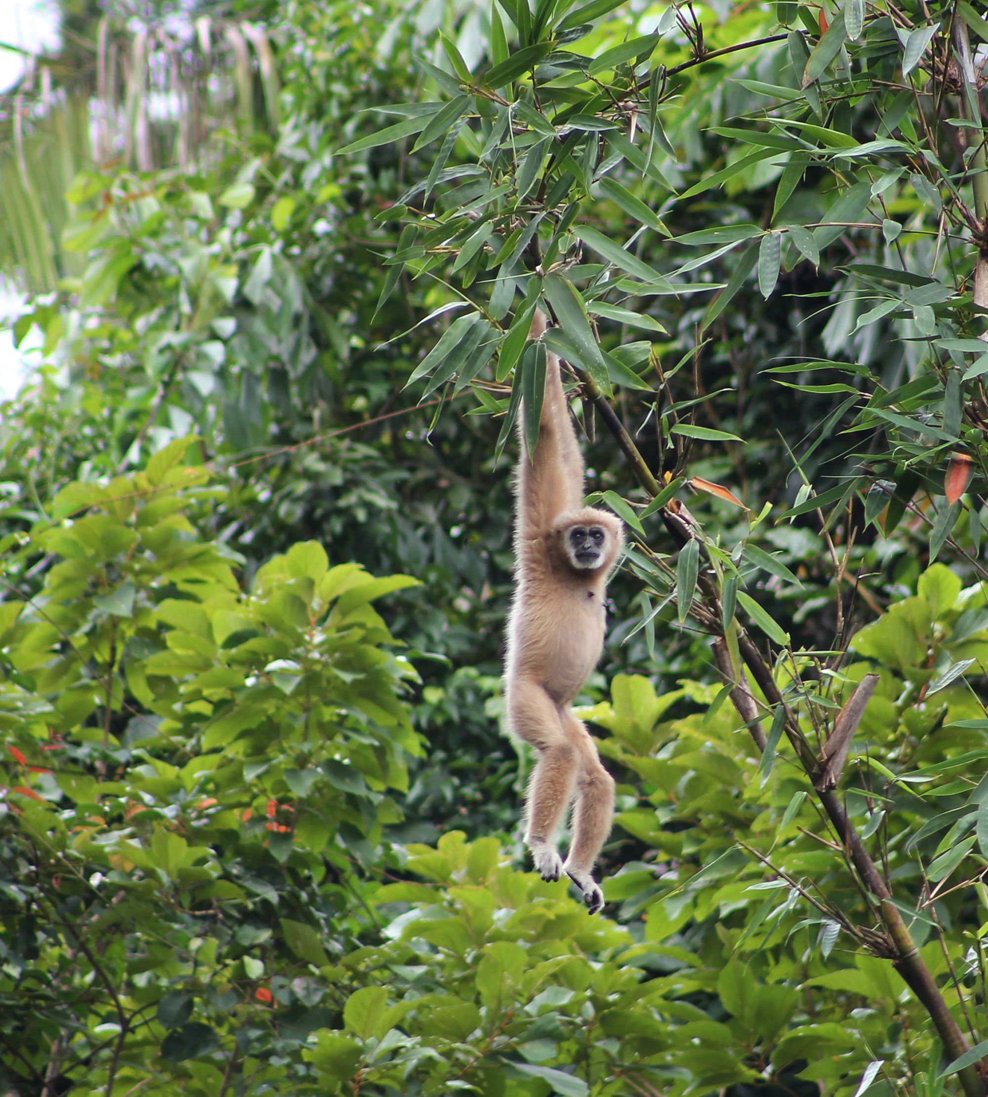 Elephant Hills & The Lake Camp ab Phuket: Elephant Hills Wildlife | White Handed Lar Gibbon
