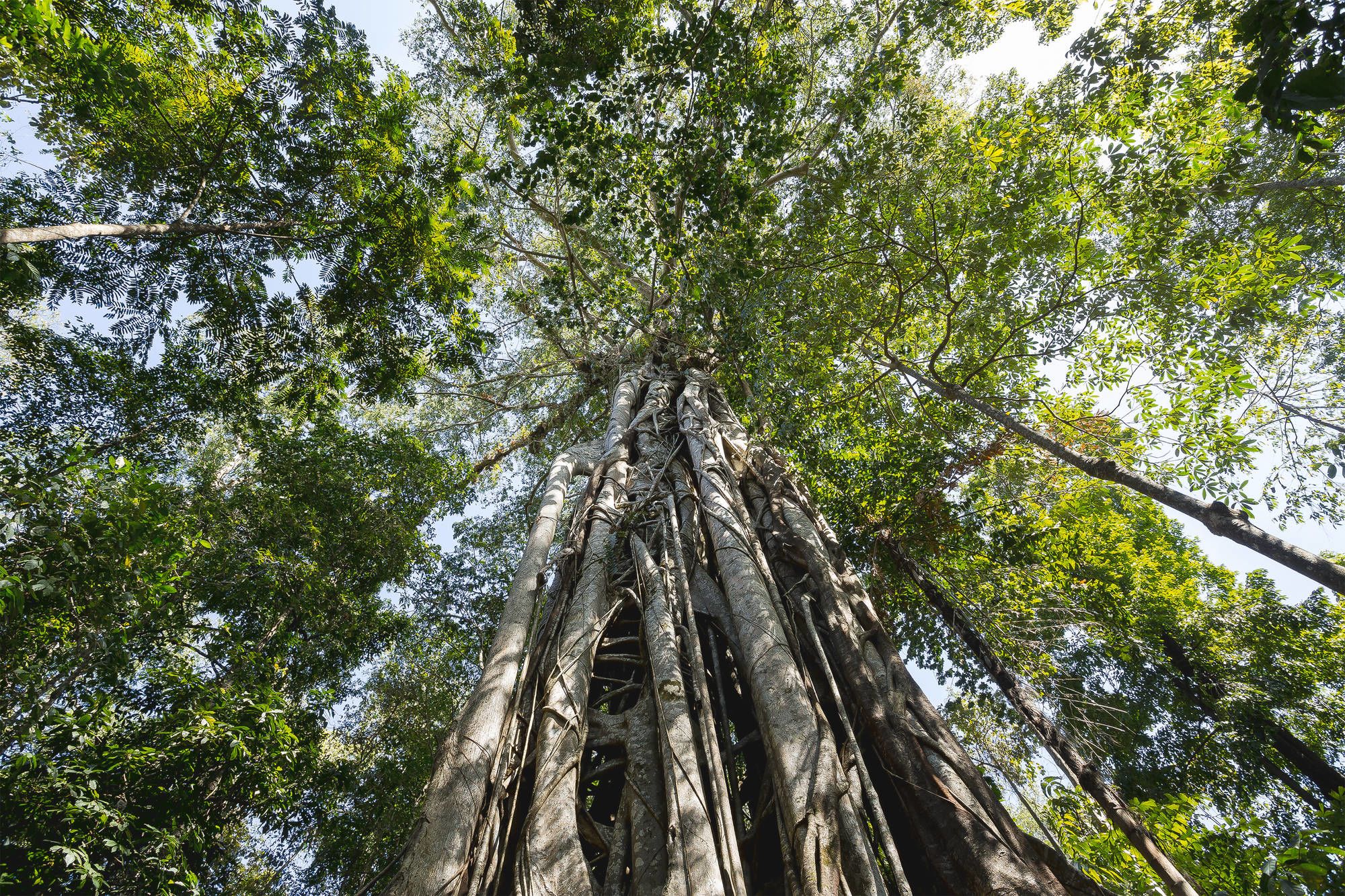 Au pays des Minahasa de Manado: Sulawesi Tangkoko National Park