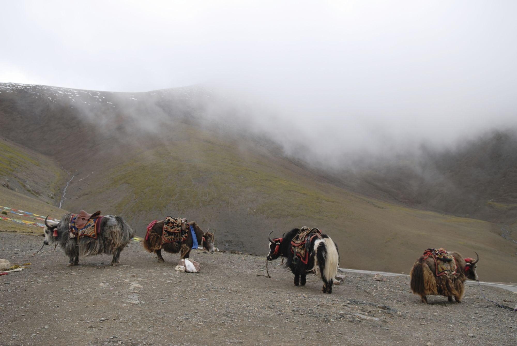 Die Magie Tibets - Basisprogramm ab Lhasa: Yaks