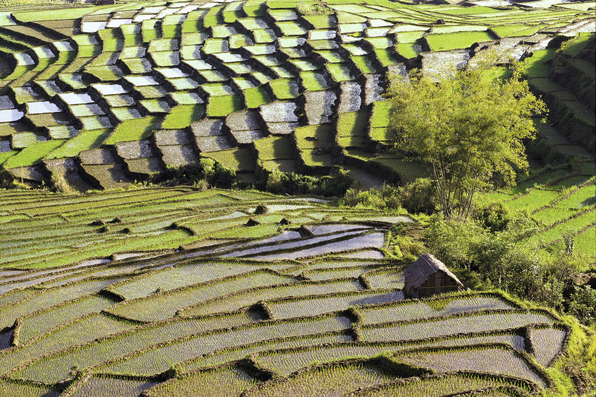 Flores - Traditionen, Riten und Vulkane ab Ende: Flores Spiderweb rice fields