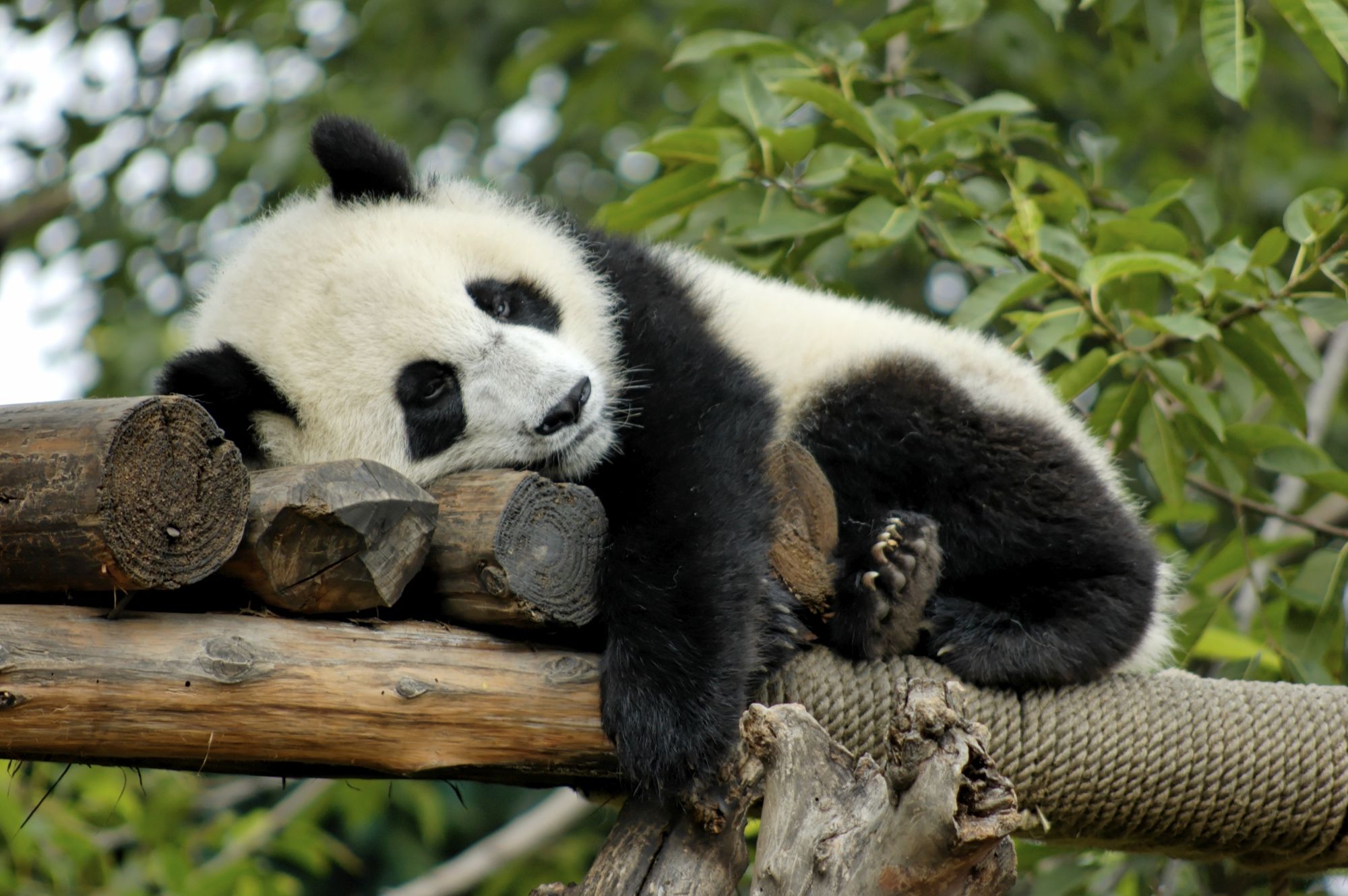 Avec le train du Tibet sur le toit du monde de Pékin: Panda