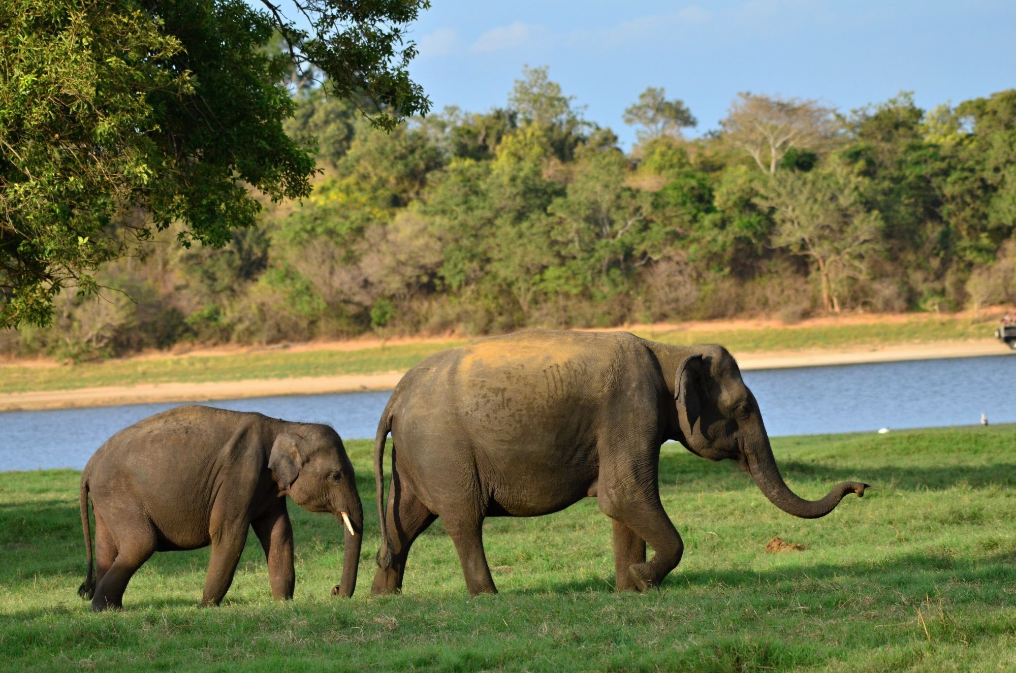 Sri Lanka im Sommer ab Colombo: Minneriya National Park