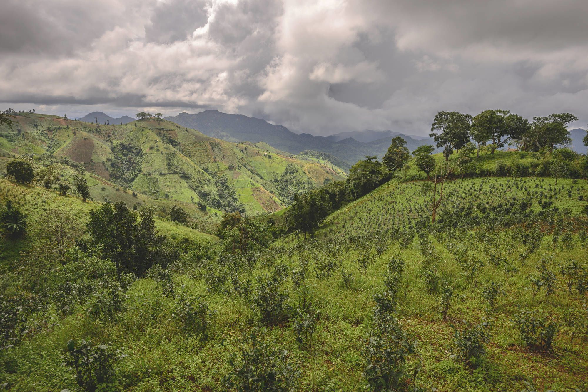 Randonnées dans le pittoresque Etat Shan (4 jours) de Lac Inle: Kalaw Tea Plantation