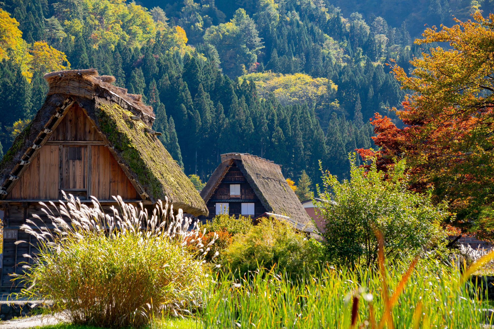 Kontrastreiches Japan ab Tokio: Traditional wooden houses in Shirakawago