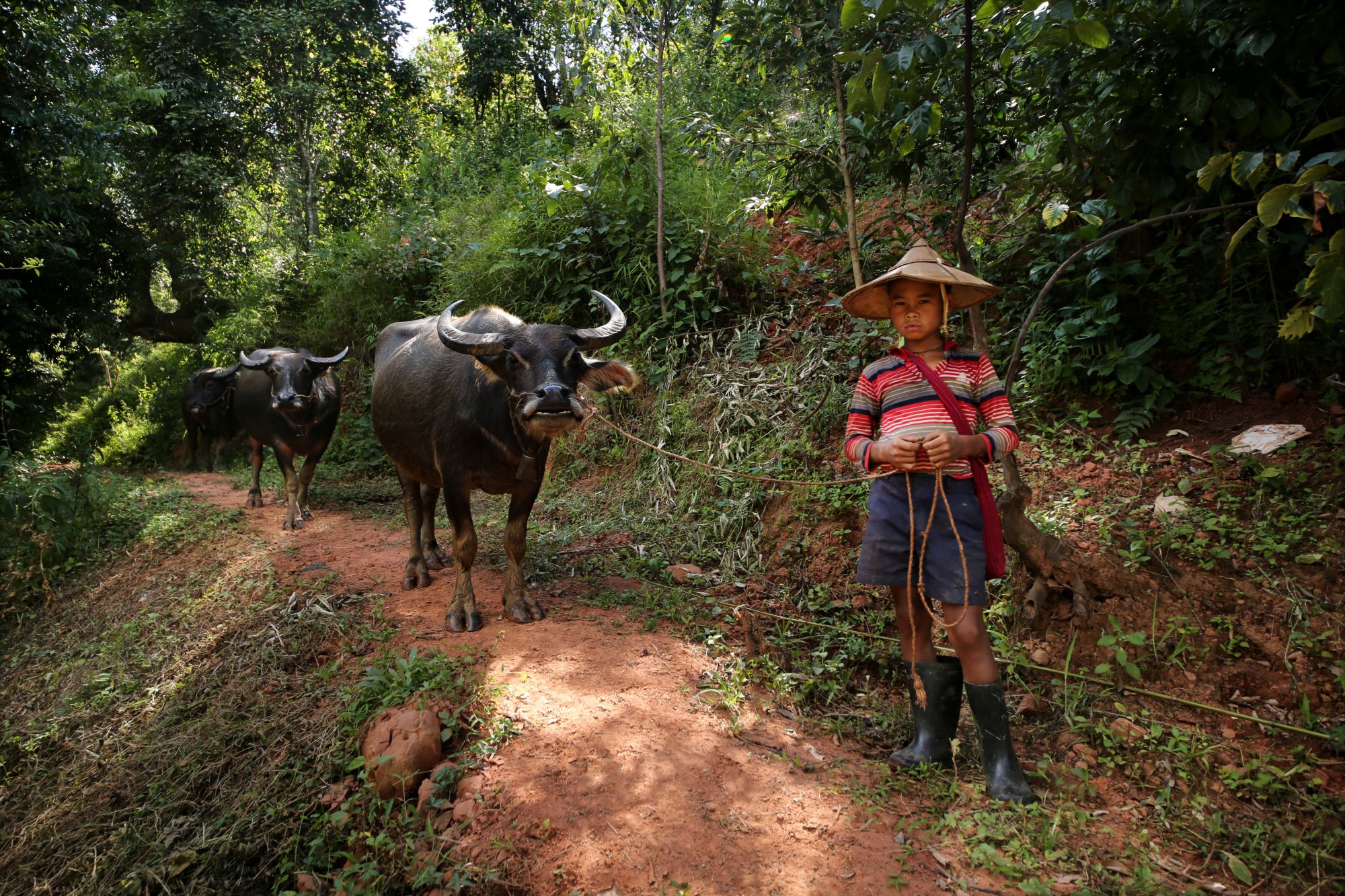 Randonnées dans le pittoresque Etat Shan (4 jours) de Lac Inle: activities: Buffalo on trails