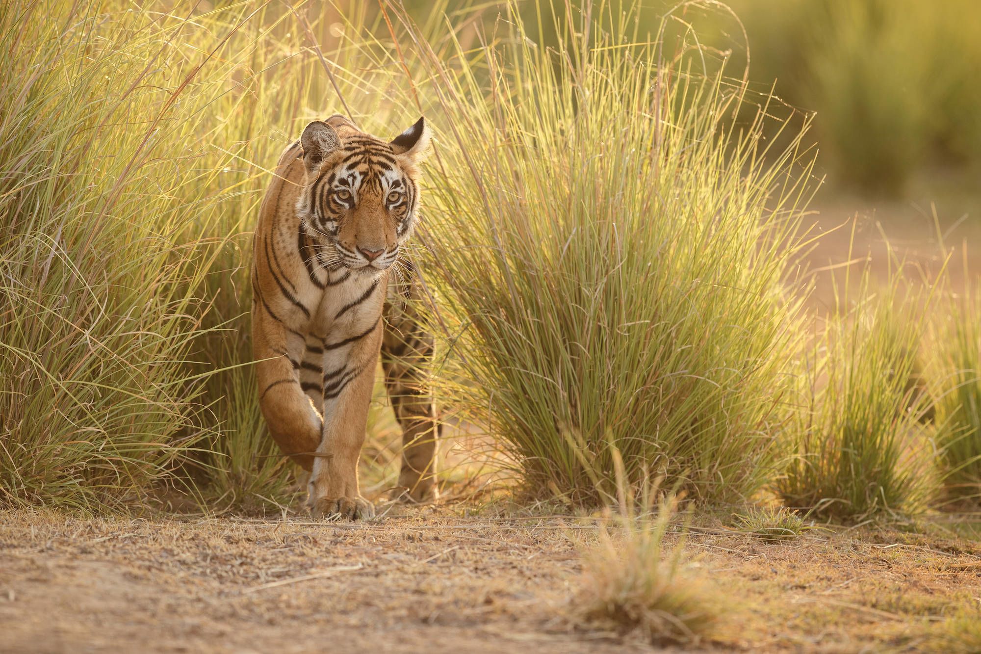 «The Deccan Odyssey» - Die Glanzlichter Rajasthans ab Mumbai: Tiger in Ranthambhore National Park