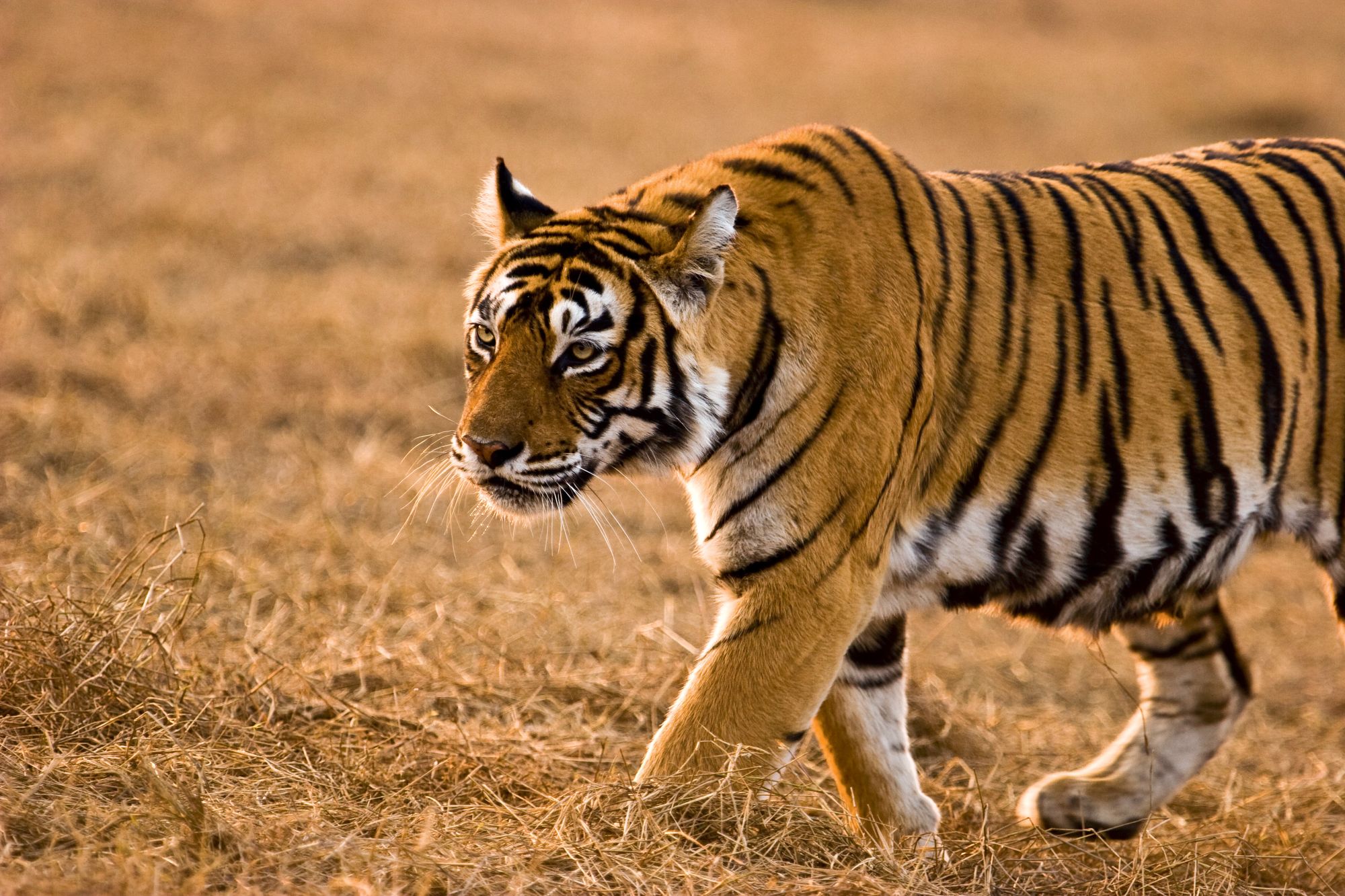 «The Deccan Odyssey» - Im Land der Könige ab Delhi: Tiger