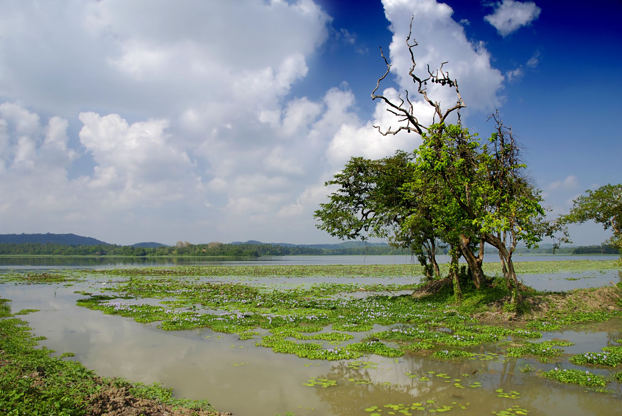 Uga Chena Huts - Yala Nationalpark Safari - 3 Tage ab Colombo: Yala National Park: Wetlands and a tree with bats