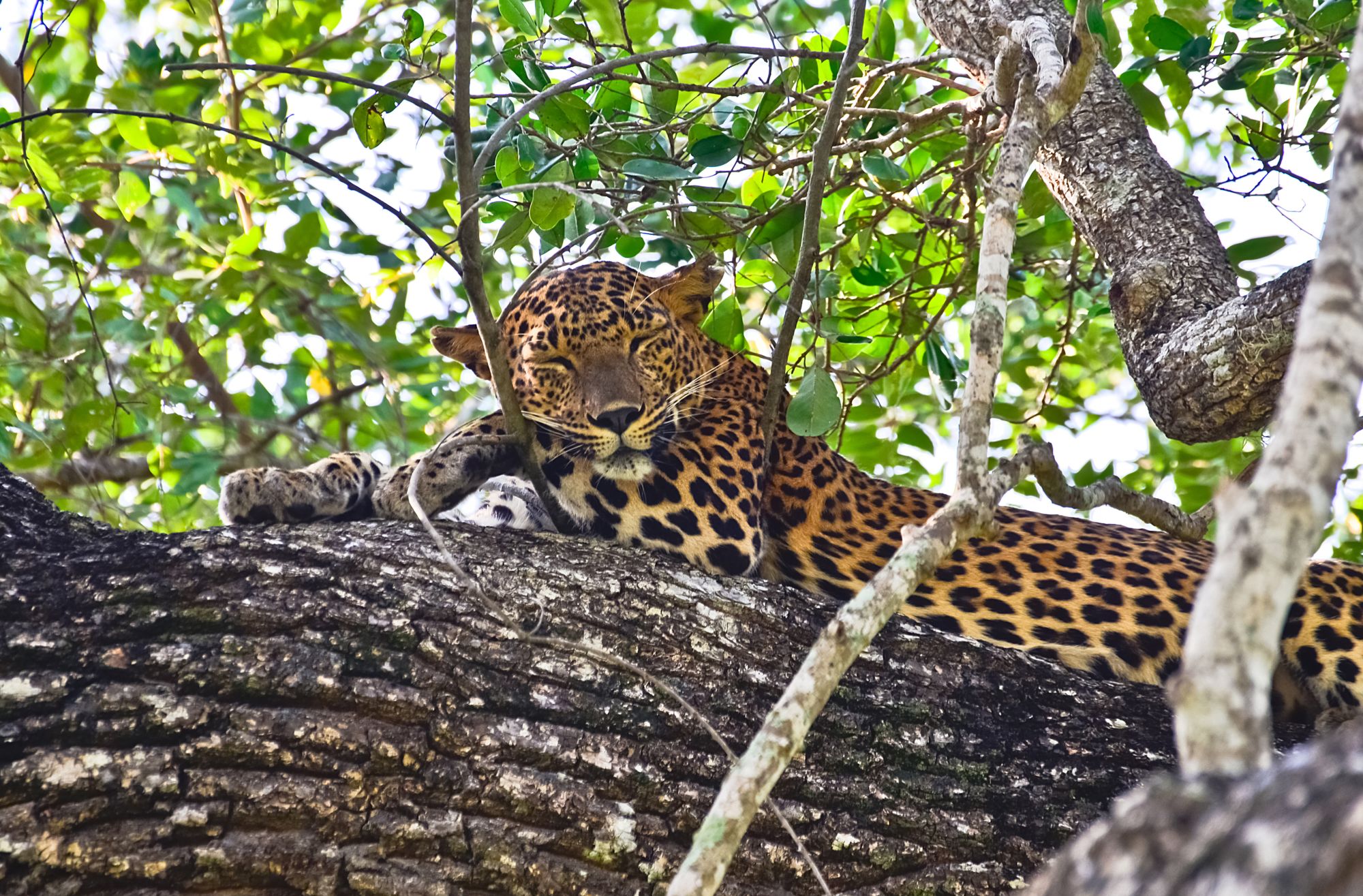 Uga Chena Huts - Yala Nationalpark Safari - 3 Tage ab Colombo: Yala National Park: Leopard - Panthera Pardus Kotiya