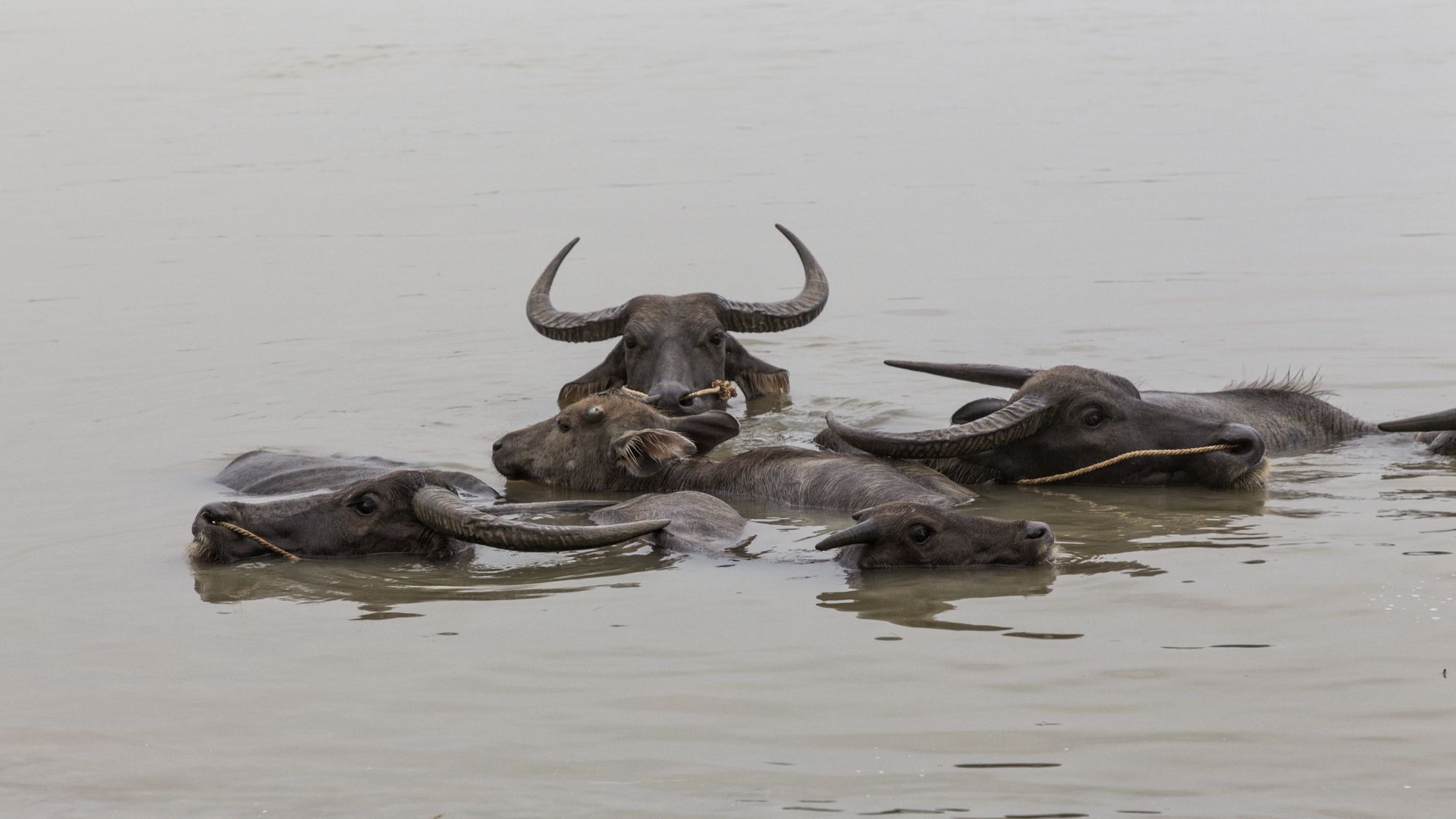 Le Myanmar authentique de Yangon: Yandabo Buffalos in the river