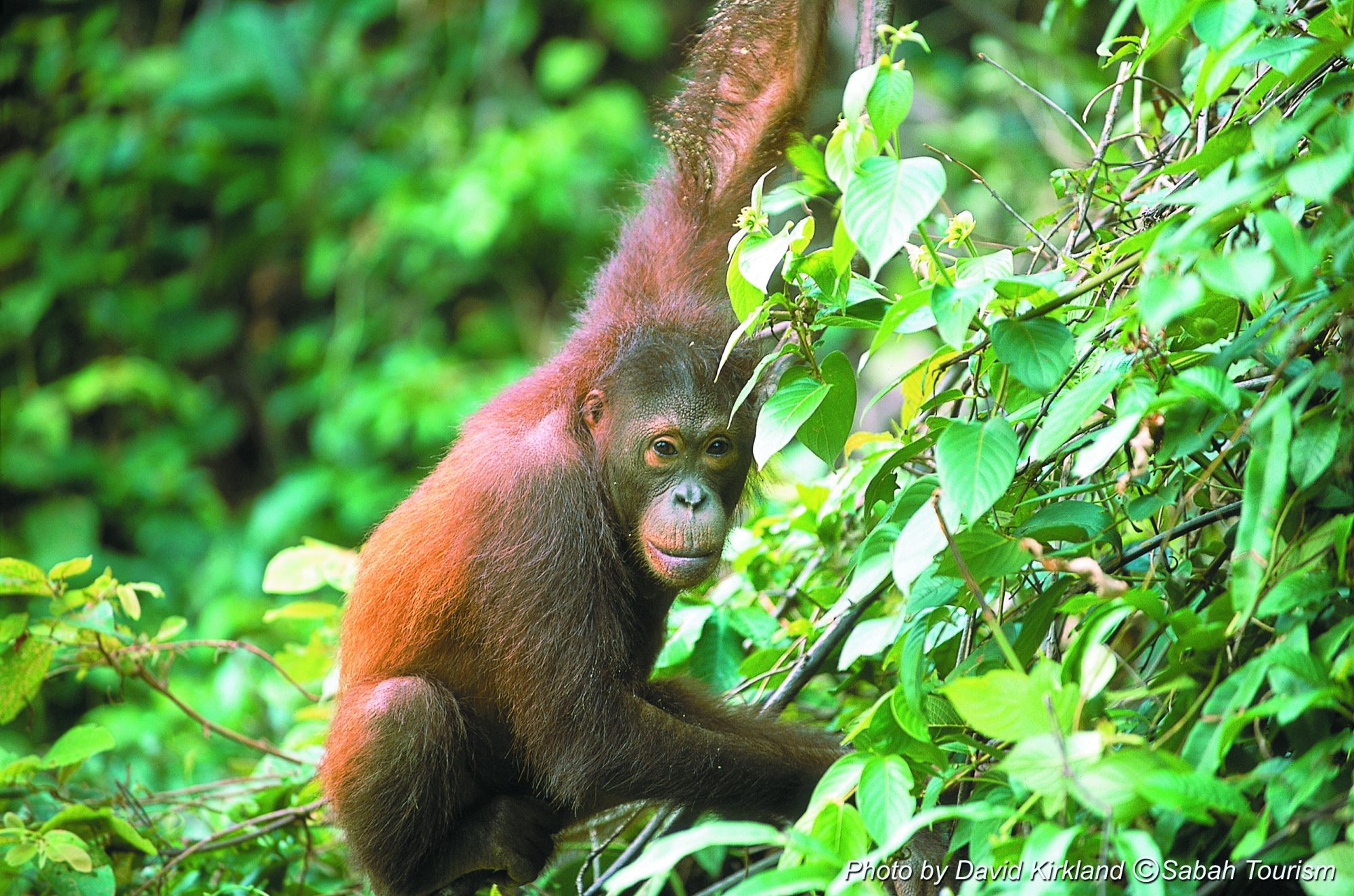 Höhepunkte Borneos mit Option "Brunei" ab Kuching: Orang Utan
