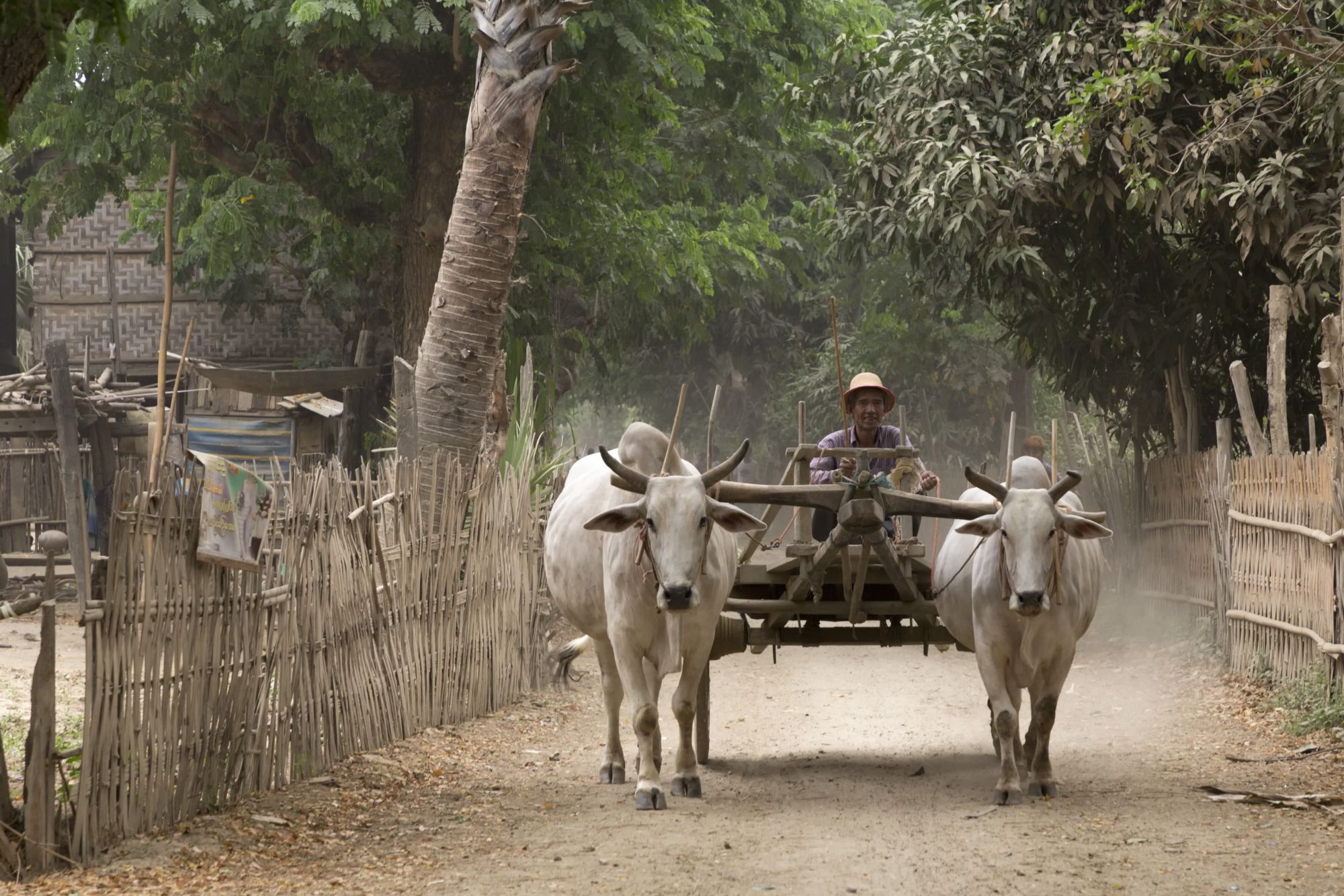 Le Myanmar authentique de Yangon: Yandabo Farmer back from work