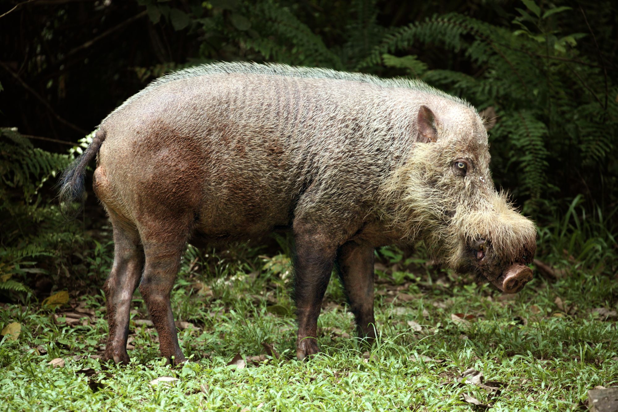Höhepunkte Borneos mit Option "Brunei" ab Kuching: Baku Nationalpark Bearded Pig