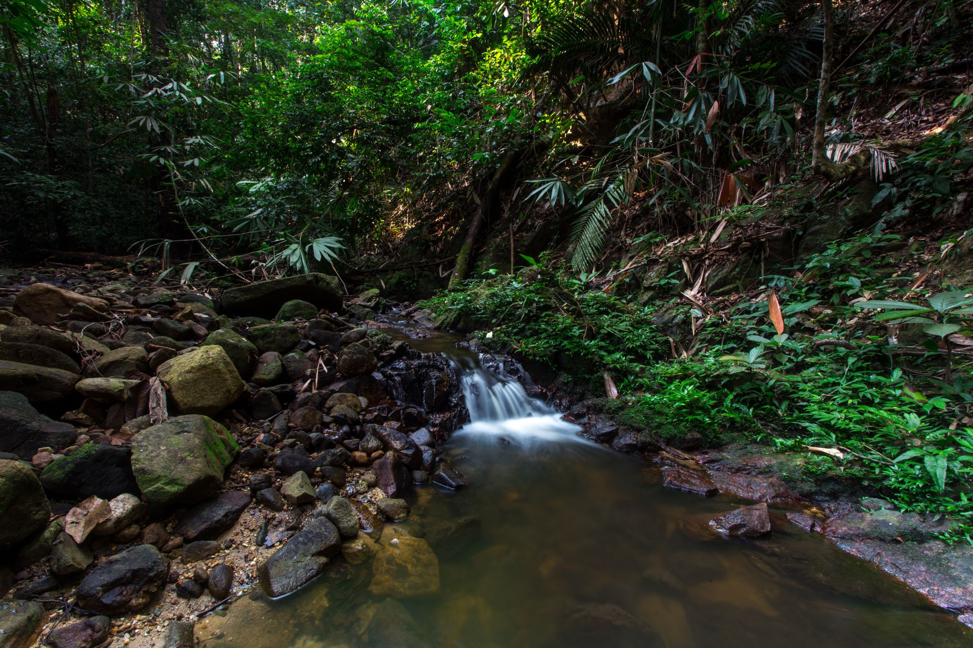 Les hauts lieux de la Malaisie avec option "Belum Rainforest" de Kuala Lumpur: Malaysia Belum Rainforest