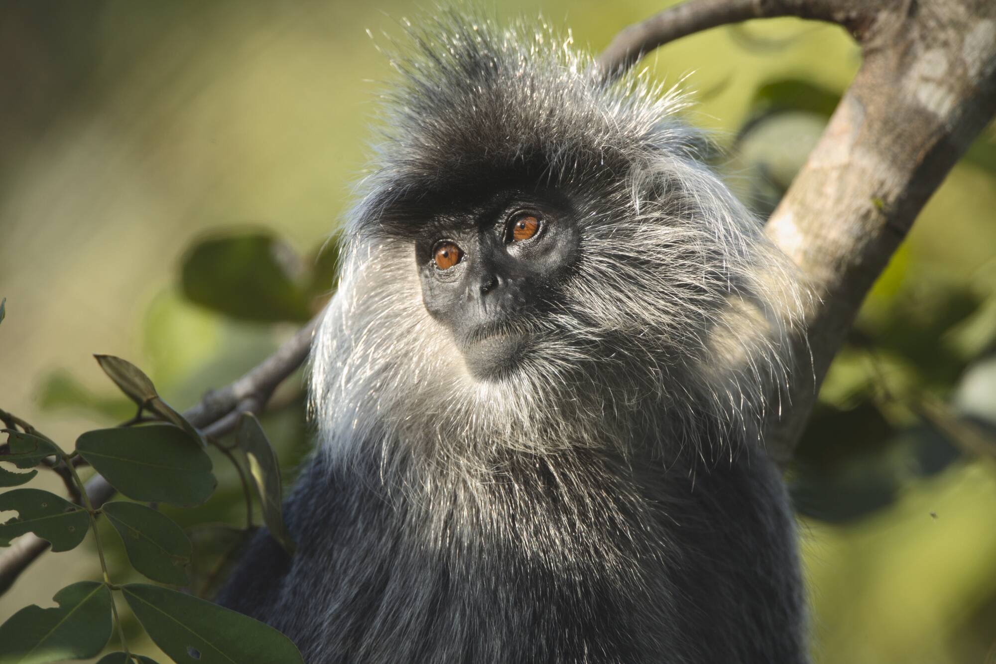 Dans le Far West cambodgien de Siem Reap: exterior: Cardamom Tented Camp | Monkey