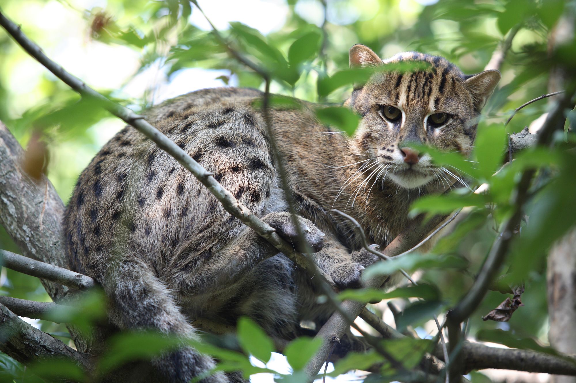 Dans le Far West cambodgien de Siem Reap: exterior: Cardamom Tented Camp | Fishing Cat