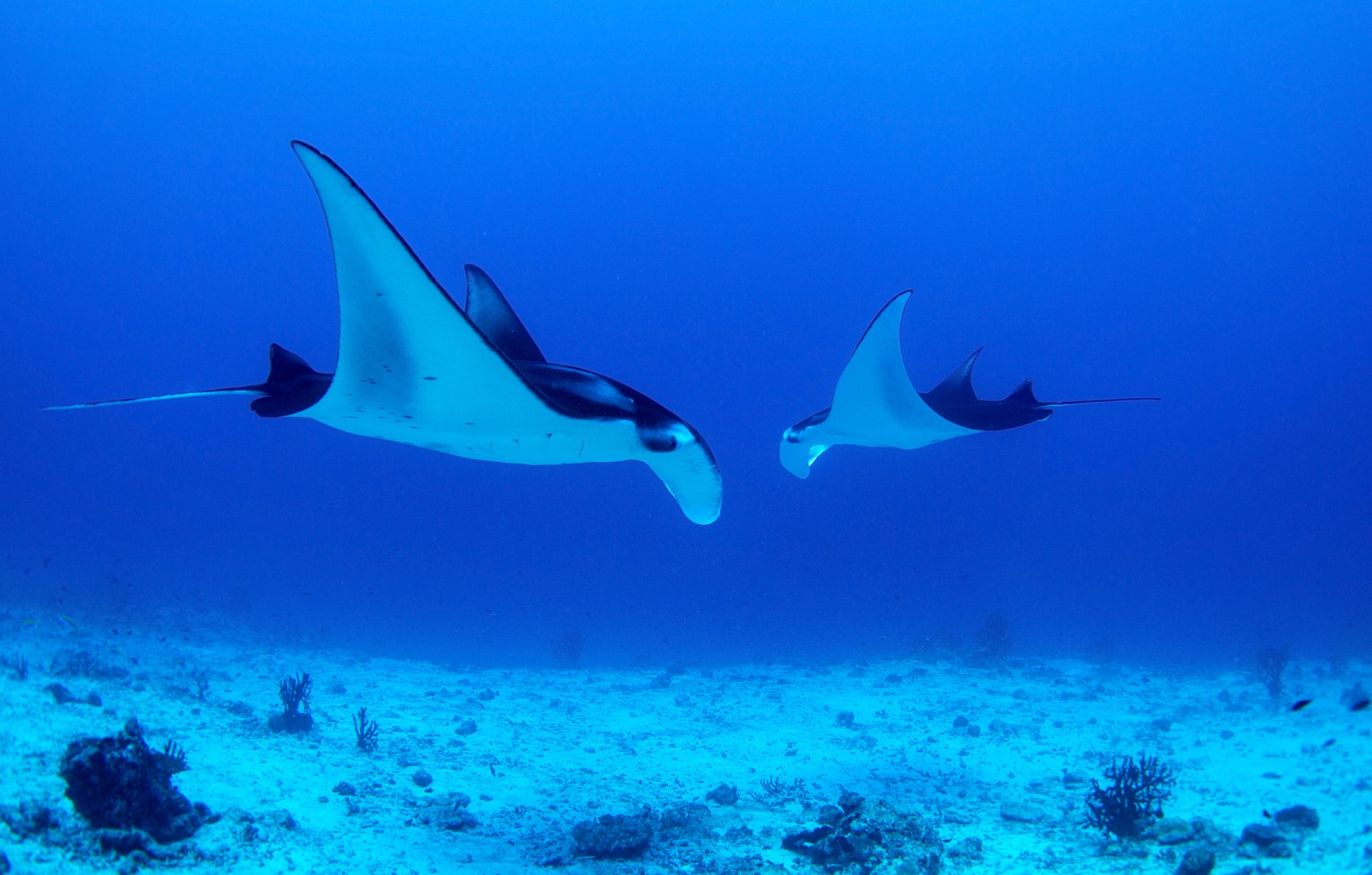 Kreuzfahrt im Inselparadies Raja Ampat ab Sorong: Manta