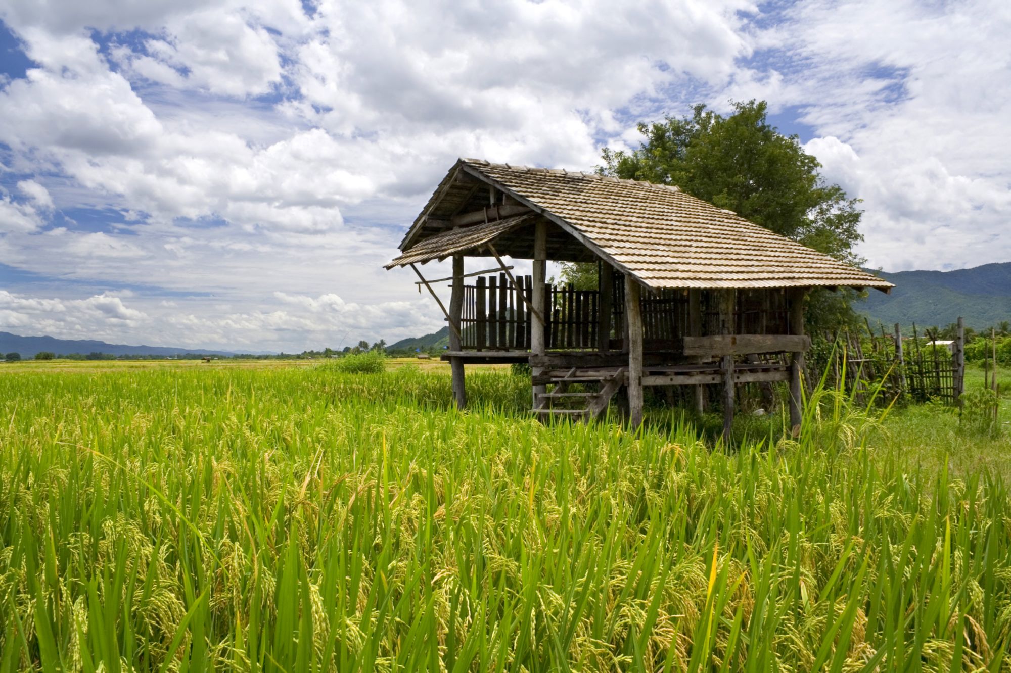 Le nord de la Thaïlande en action: nature & éléphants de Chiang Mai: Northern Thailand: Paddy field with hut