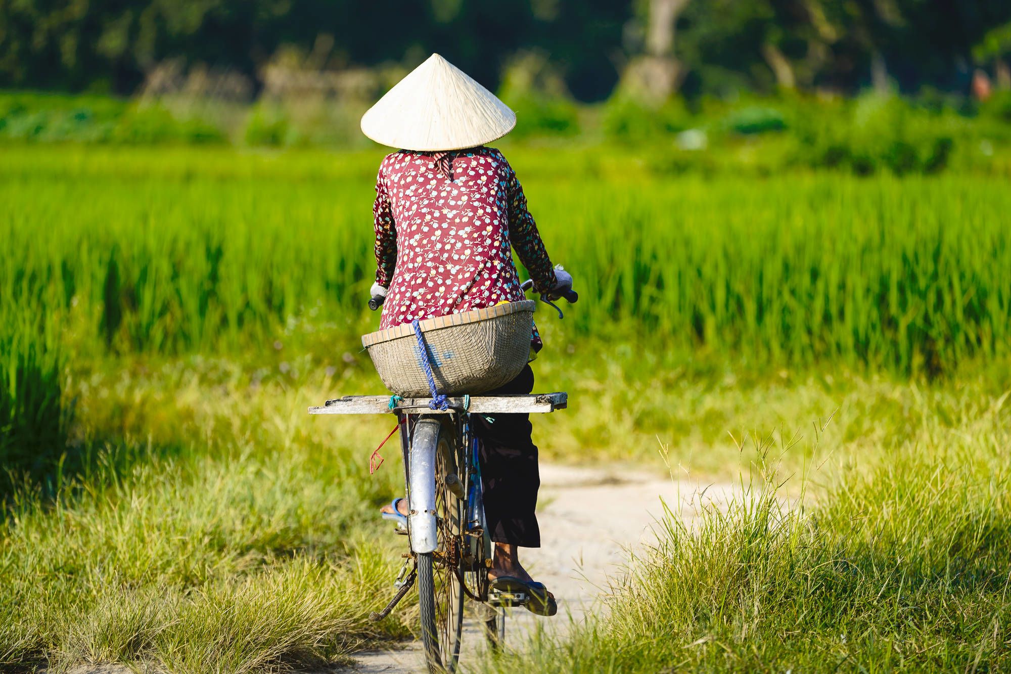 Le fascinant delta du Mékong - de/à Saigon: Mekong Delta Chau Doc Local woman working and riding bicycle on rice field