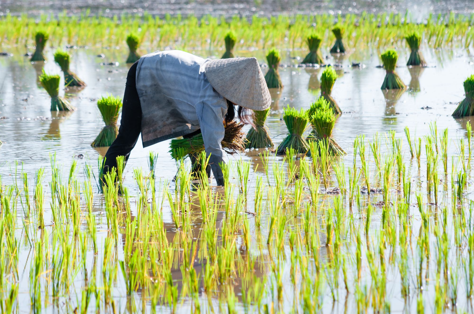 Le fascinant delta du Mékong - de/à Saigon: Mekong Delta: Farmer planting rice