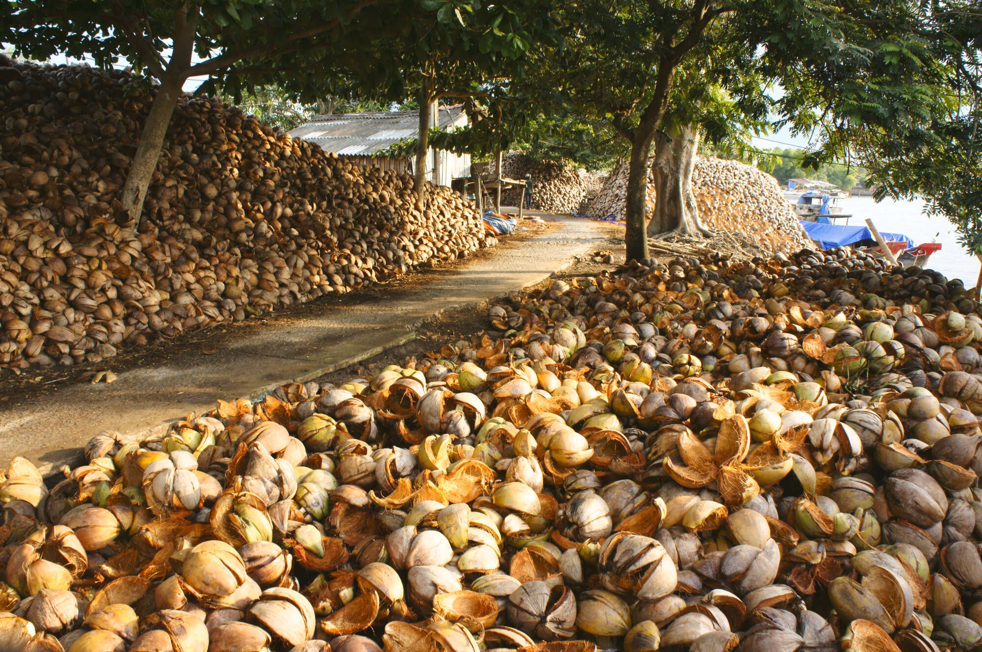 Le fascinant delta du Mékong - de/à Saigon: Mekong Delta: Coconuts