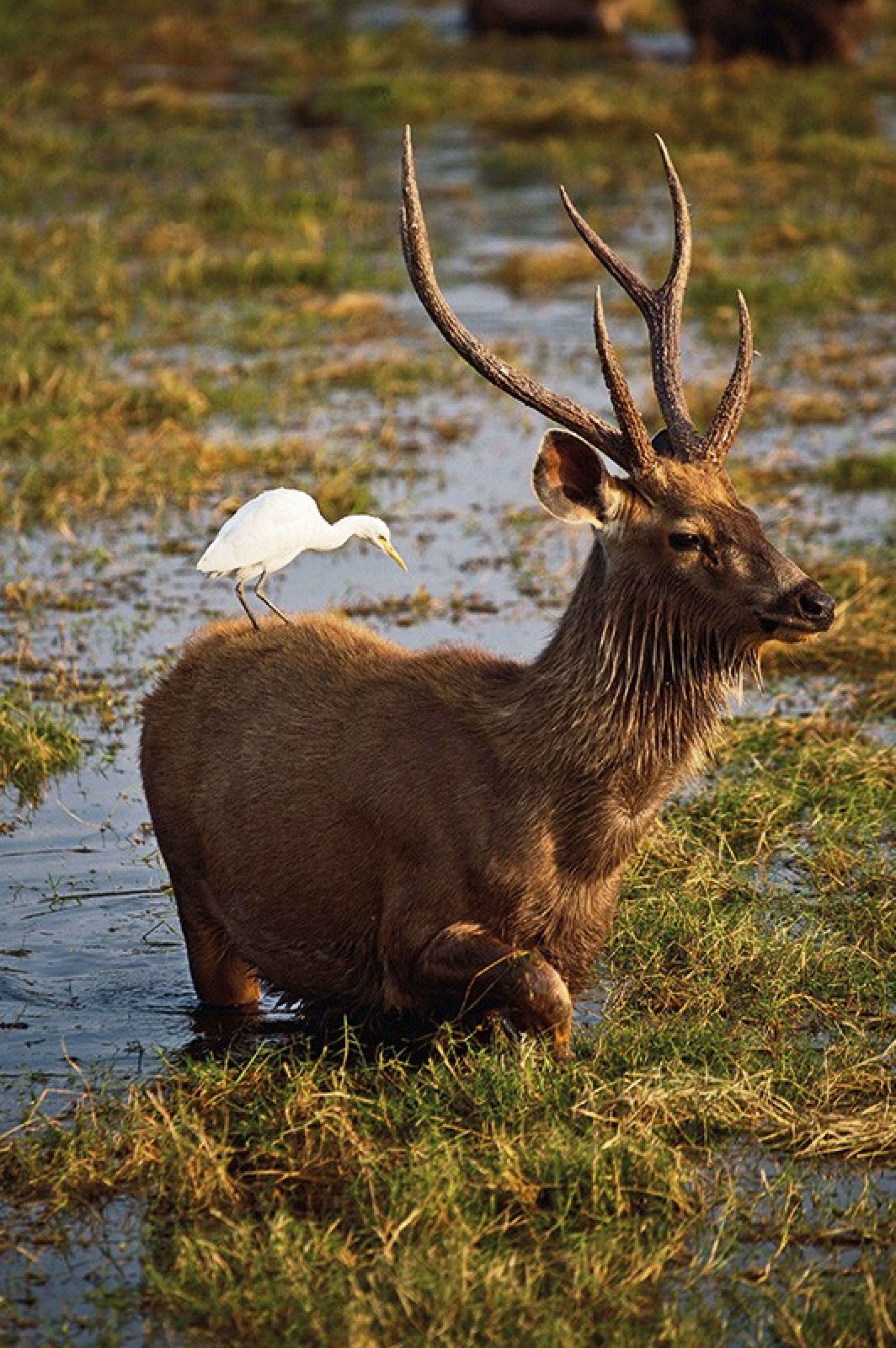 Voyage Aman pour les fins connaisseurs de Jaipur: Deer
