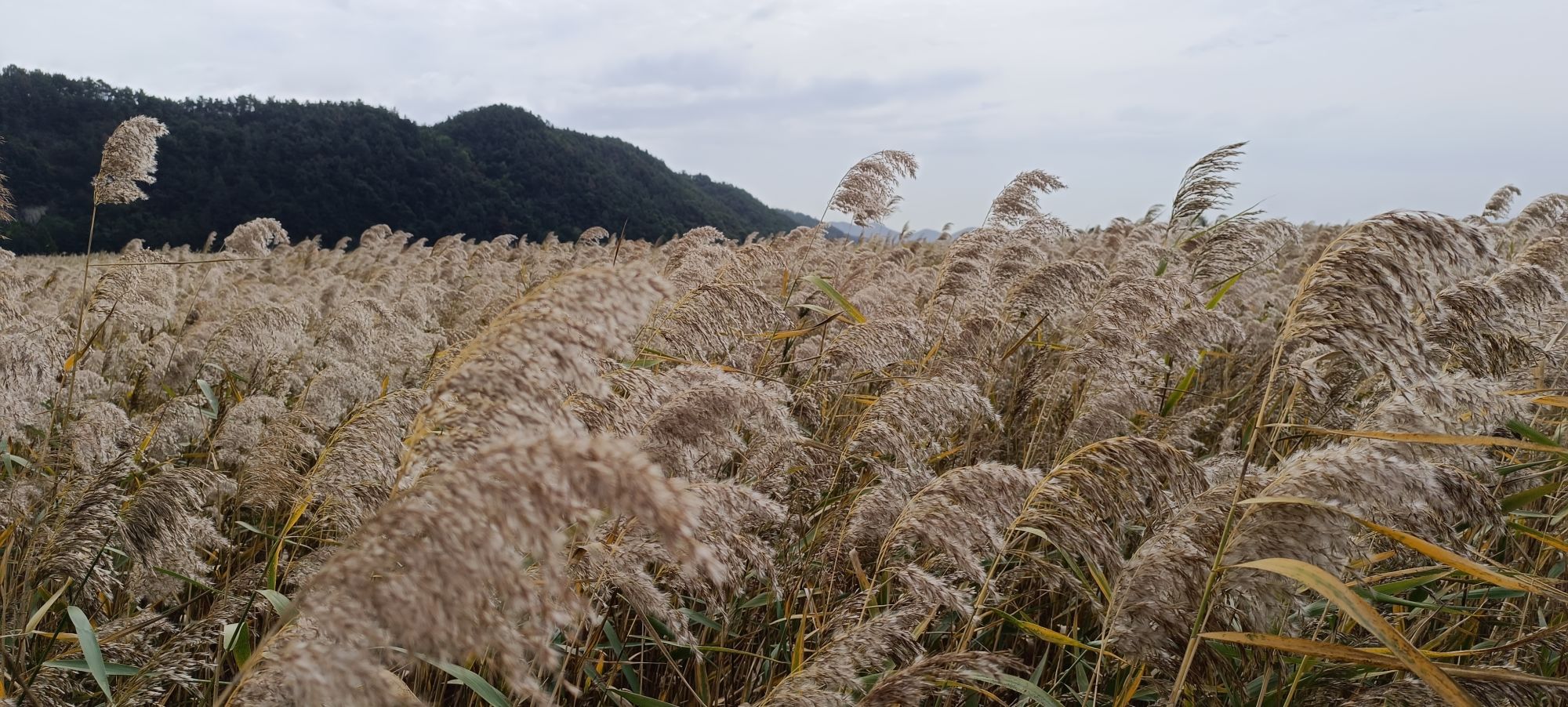 La Corée du Sud diversifiée de Séoul: Reed field at Suncheon Bay