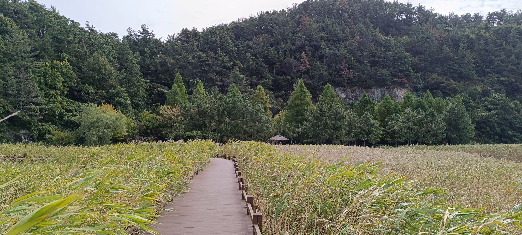 La Corée du Sud diversifiée de Séoul: Wooden walkway over Suncheon Wetland
