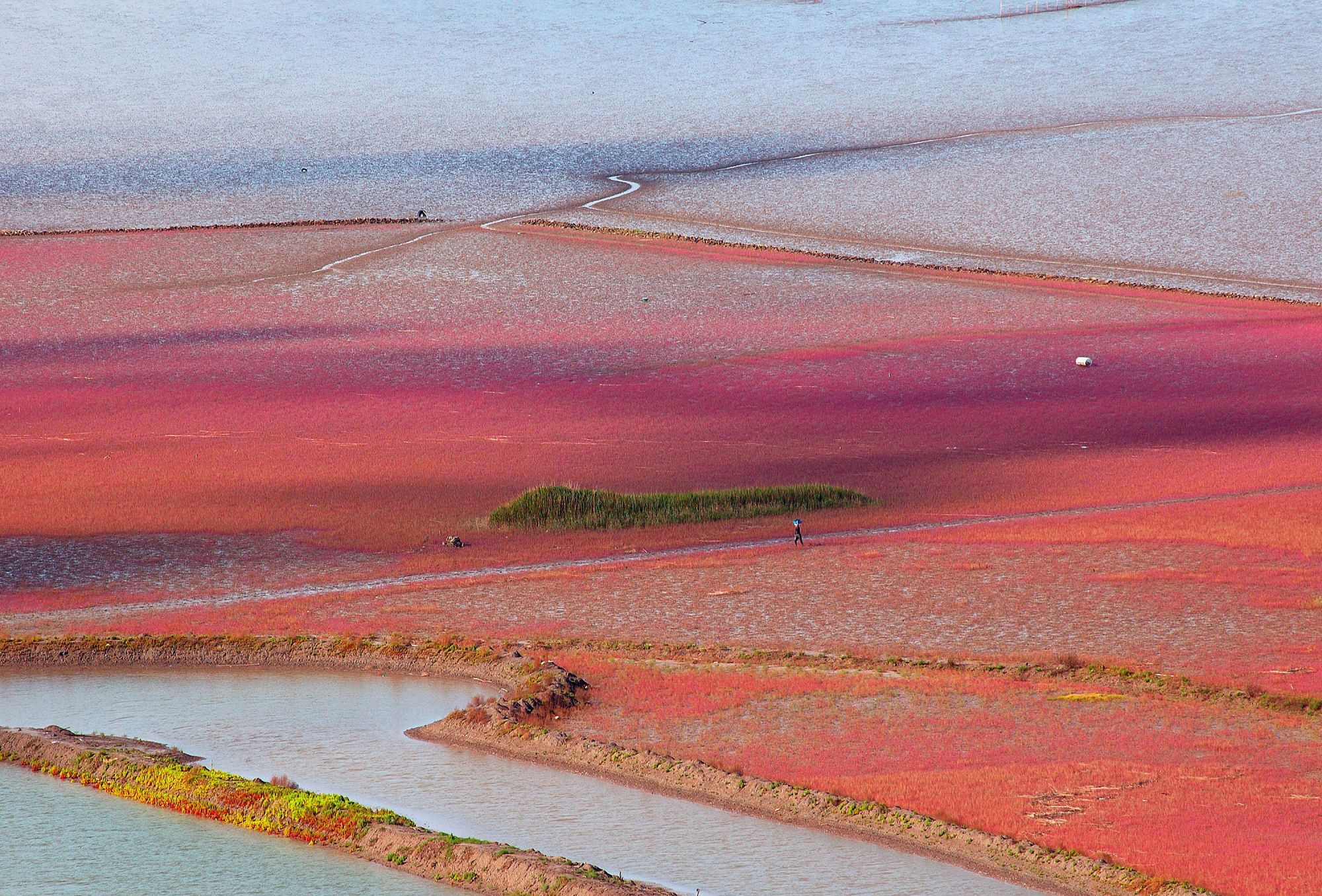 La Corée du Sud diversifiée de Séoul: Suncheon Bay (Suncheon)