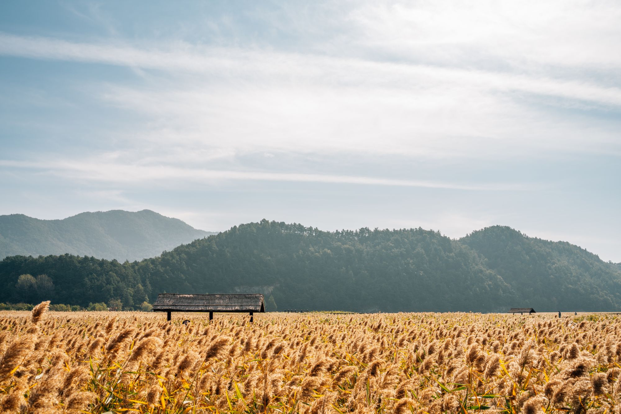 L’ouest inconnu de la Corée du Sud de Séoul: Suncheonman Bay wetland reed field