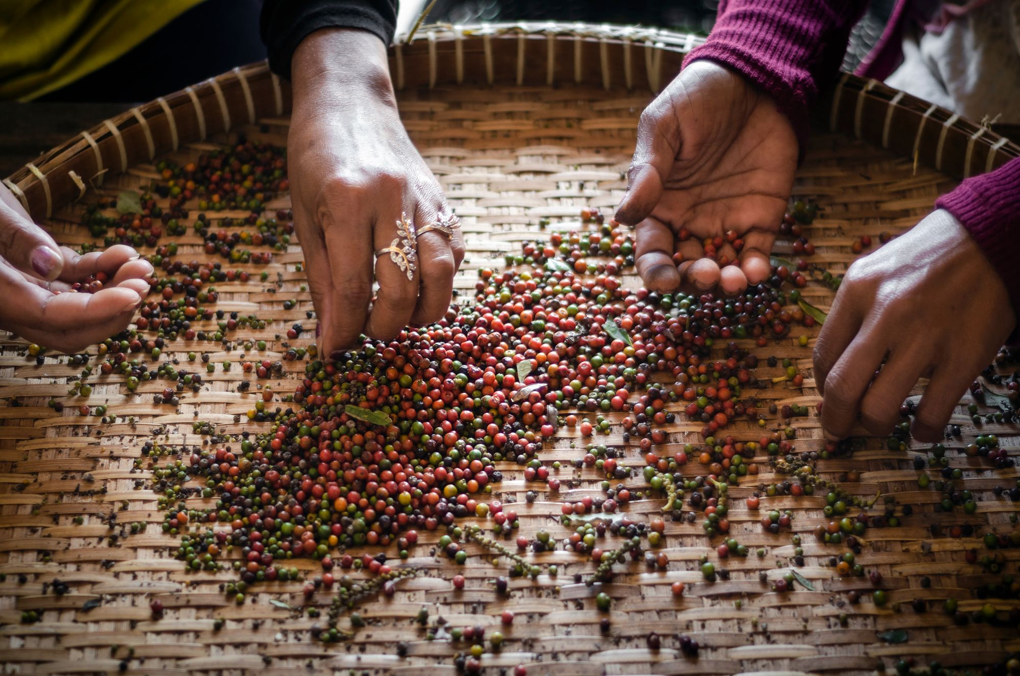 Pfeffriges Kampot ab Phnom Penh: Kampot: Farm workers sorting and selecting fresh pepper peppercorns