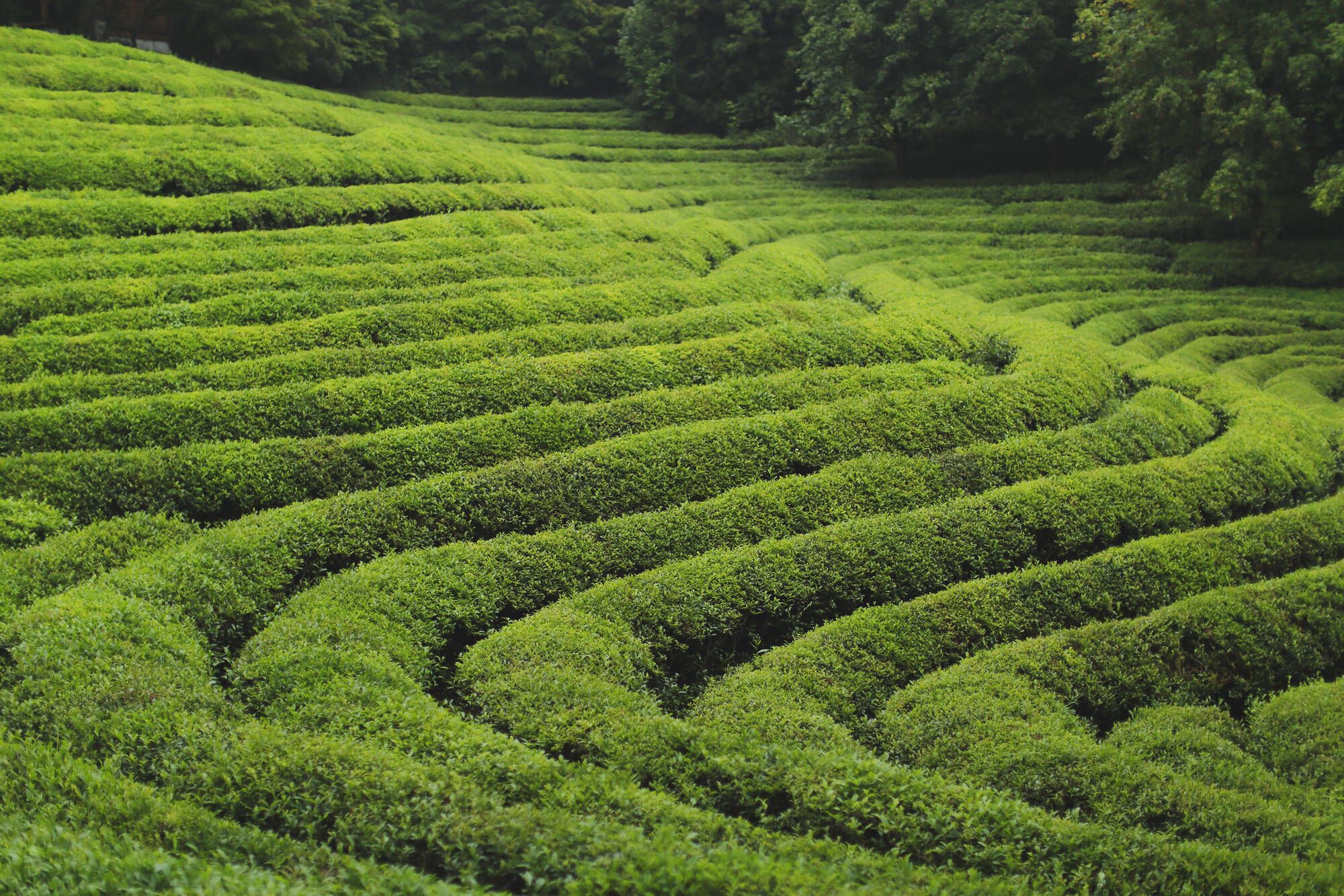 L’ouest inconnu de la Corée du Sud de Séoul: The beautiful landscape of green tea farm in Bosung
