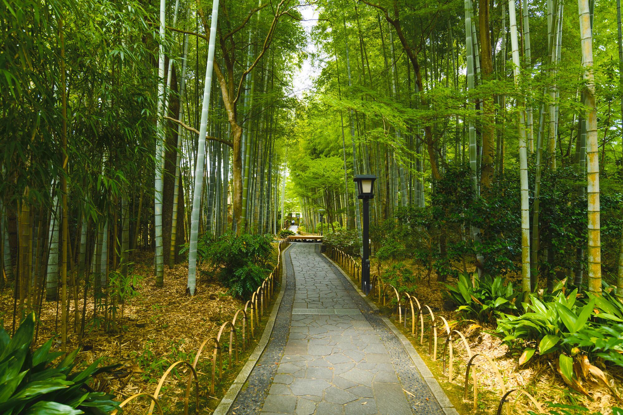 Circuit en voiture de location «Péninsule d’Izu» de Tokyo: Bamboo Forest Path at Shuzenji Temple