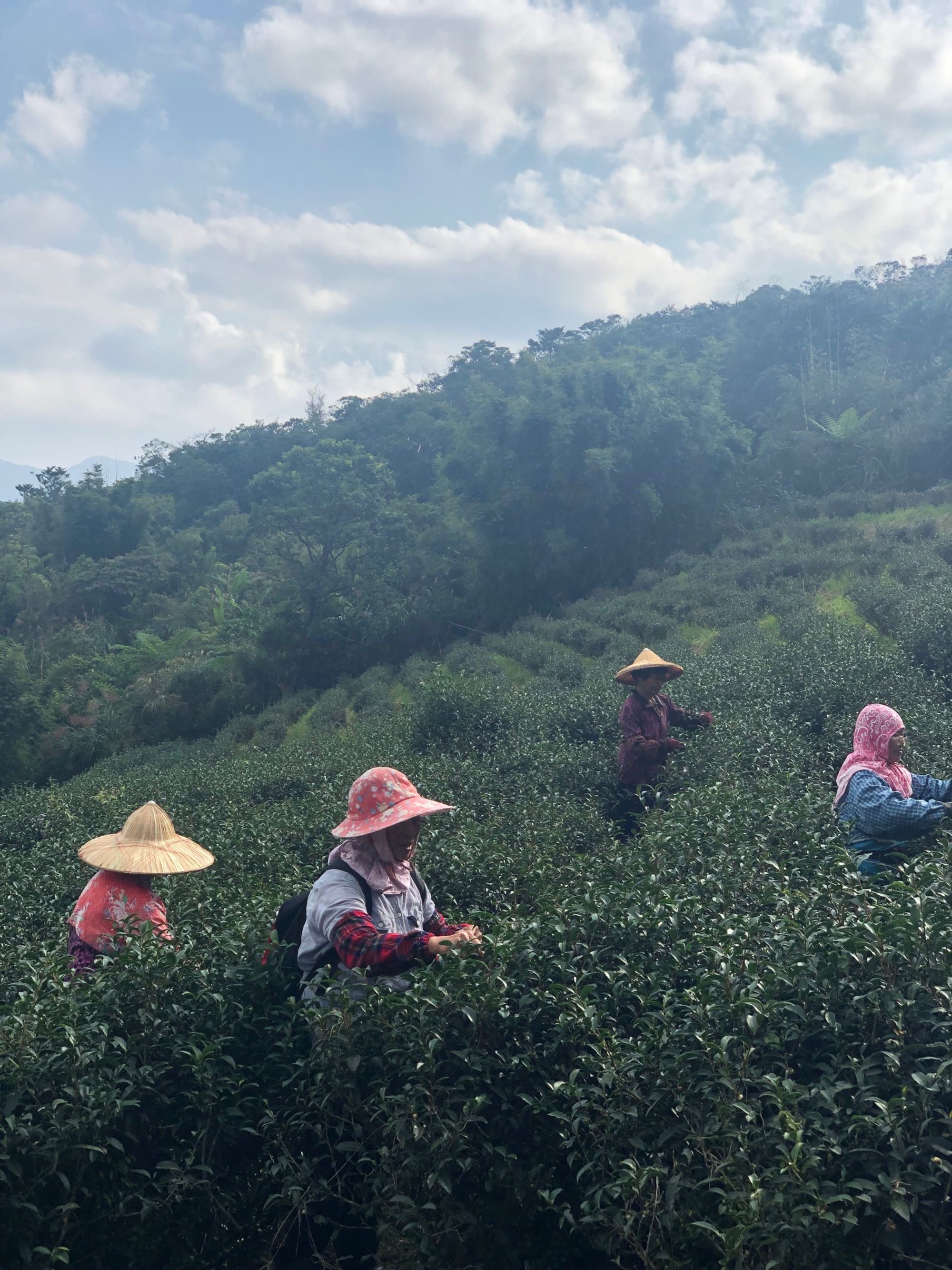La côte orientale sauvage de Taïwan de Taipei: Shanwaishan Teaplantation