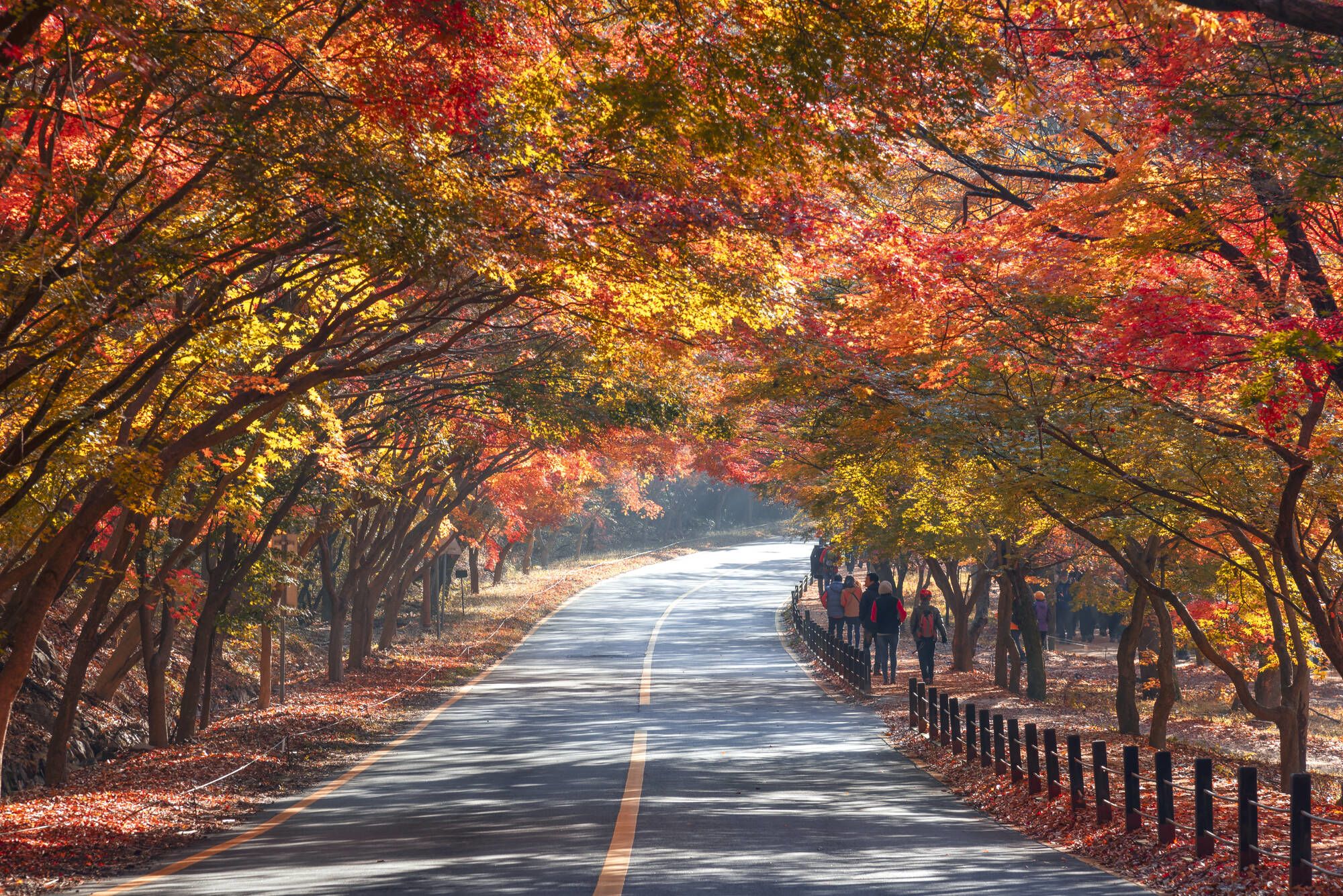 L’ouest inconnu de la Corée du Sud de Séoul: Autumn in Naejangsan NP