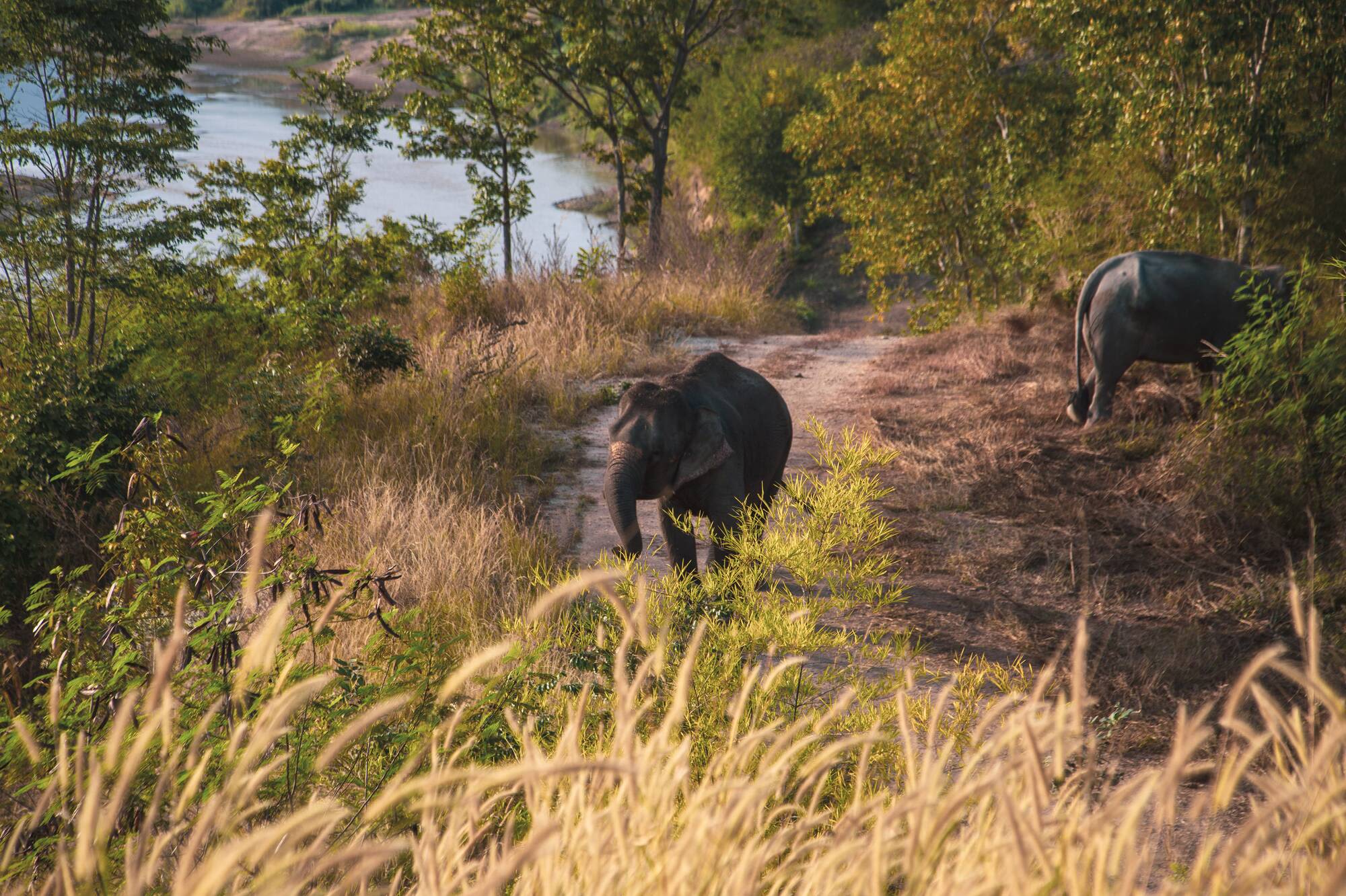 The Bush Camp Chiang Mai - 2 jours: activities: Elephant