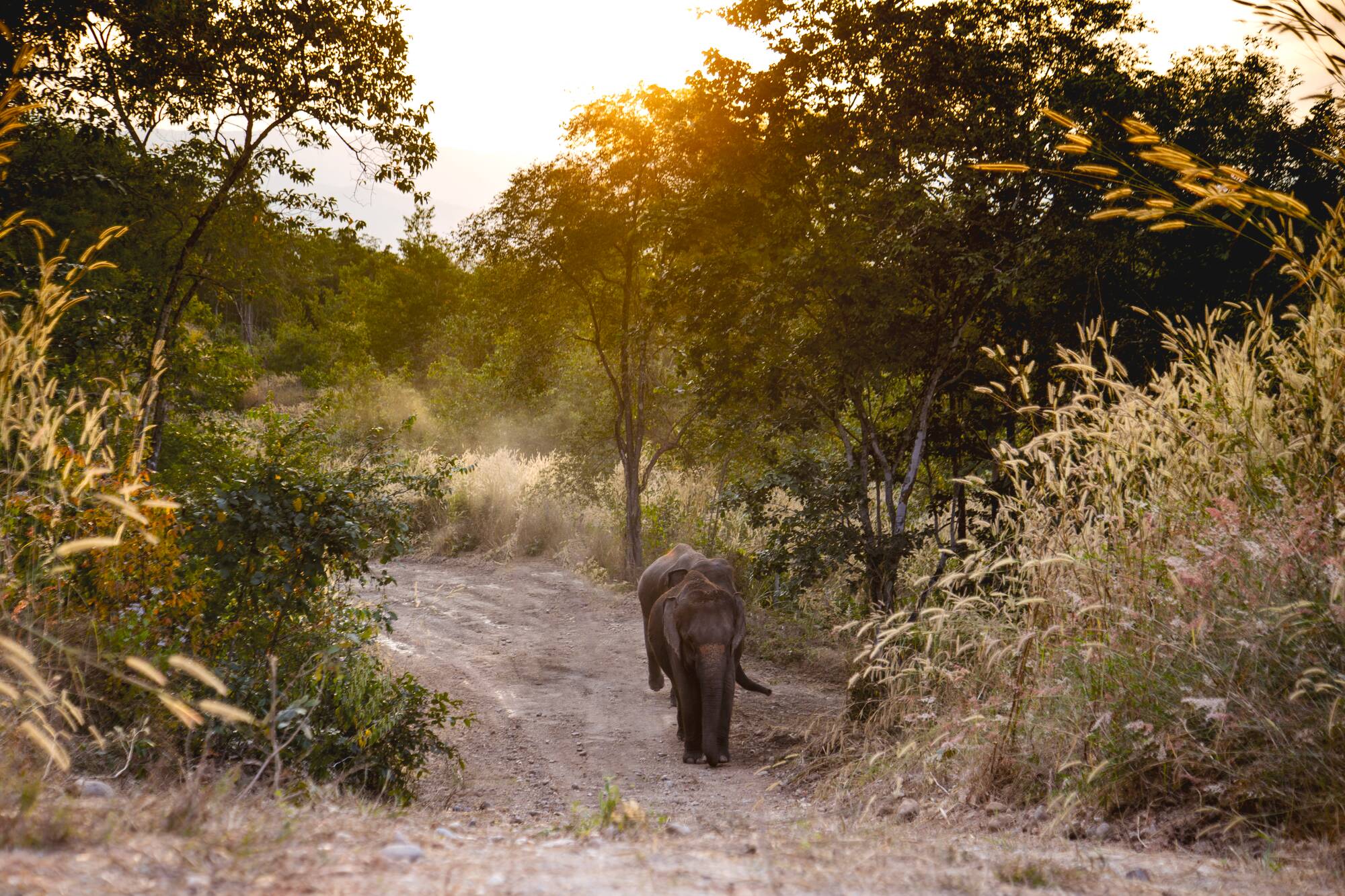 The Bush Camp Chiang Mai - 2 jours: activities: Elephant Walk