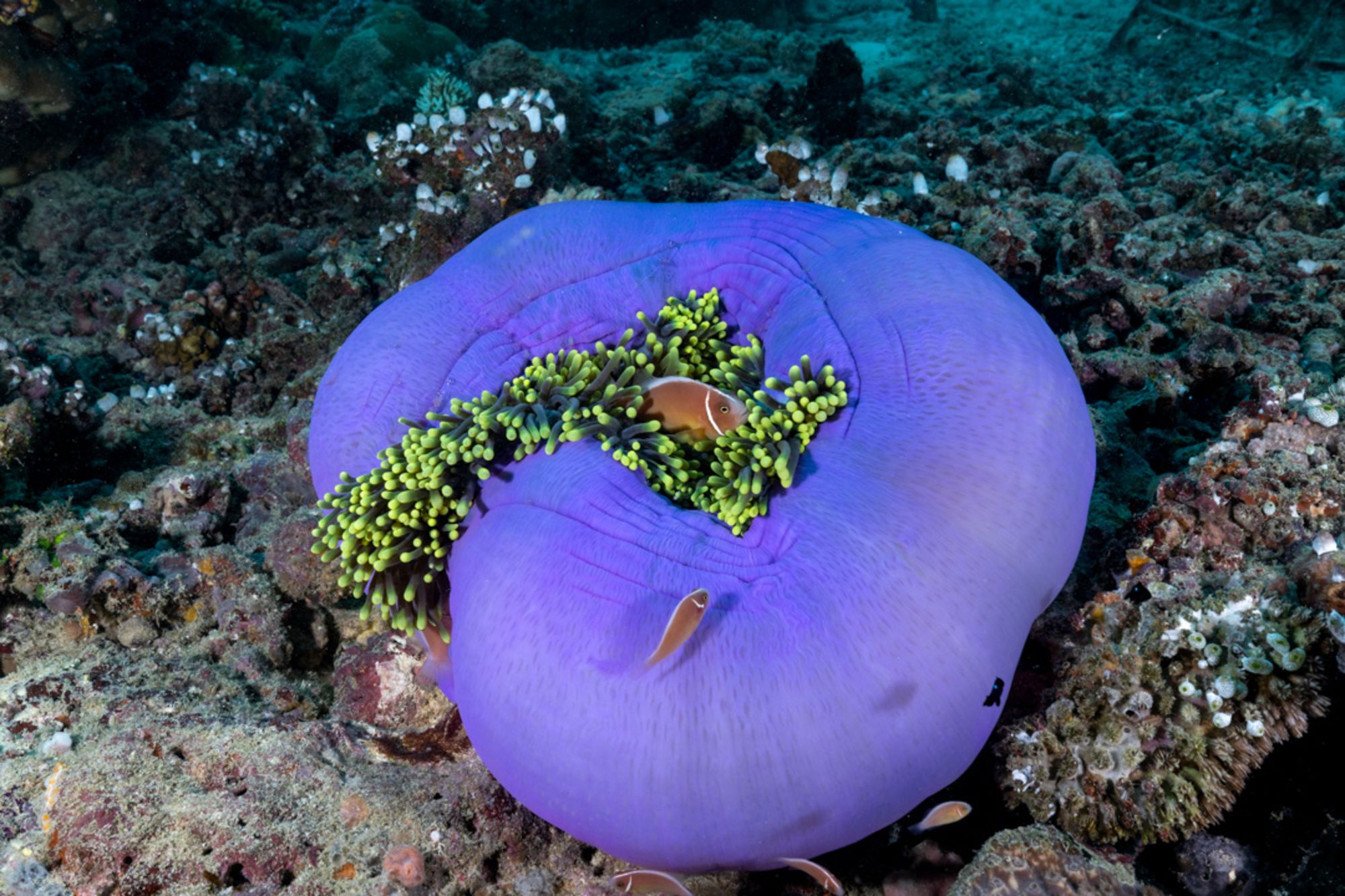 Raja Ampat avec style – Croisière à travers le paradis insulaire préservé de Sorong: Aqua Blu | Raja Ampat | Coral Reef