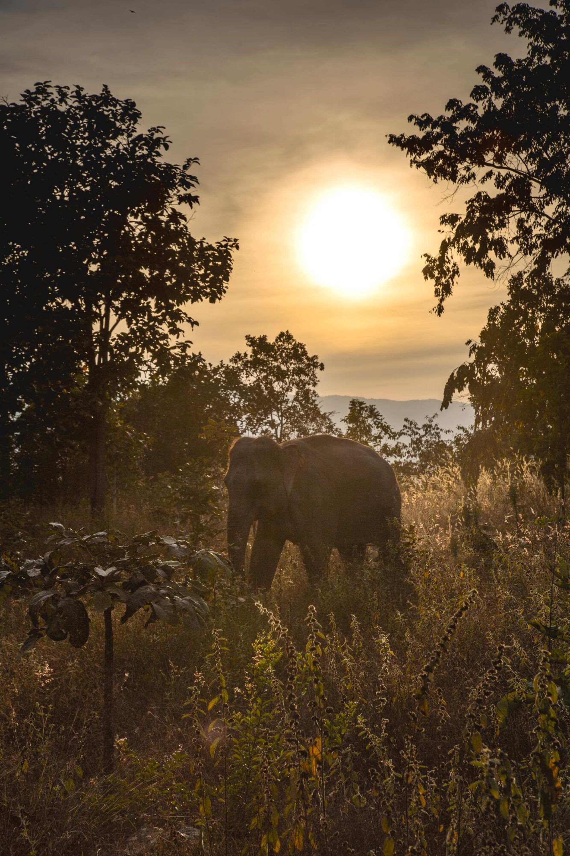 The Bush Camp Chiang Mai - 2 jours: opinion: Elephant