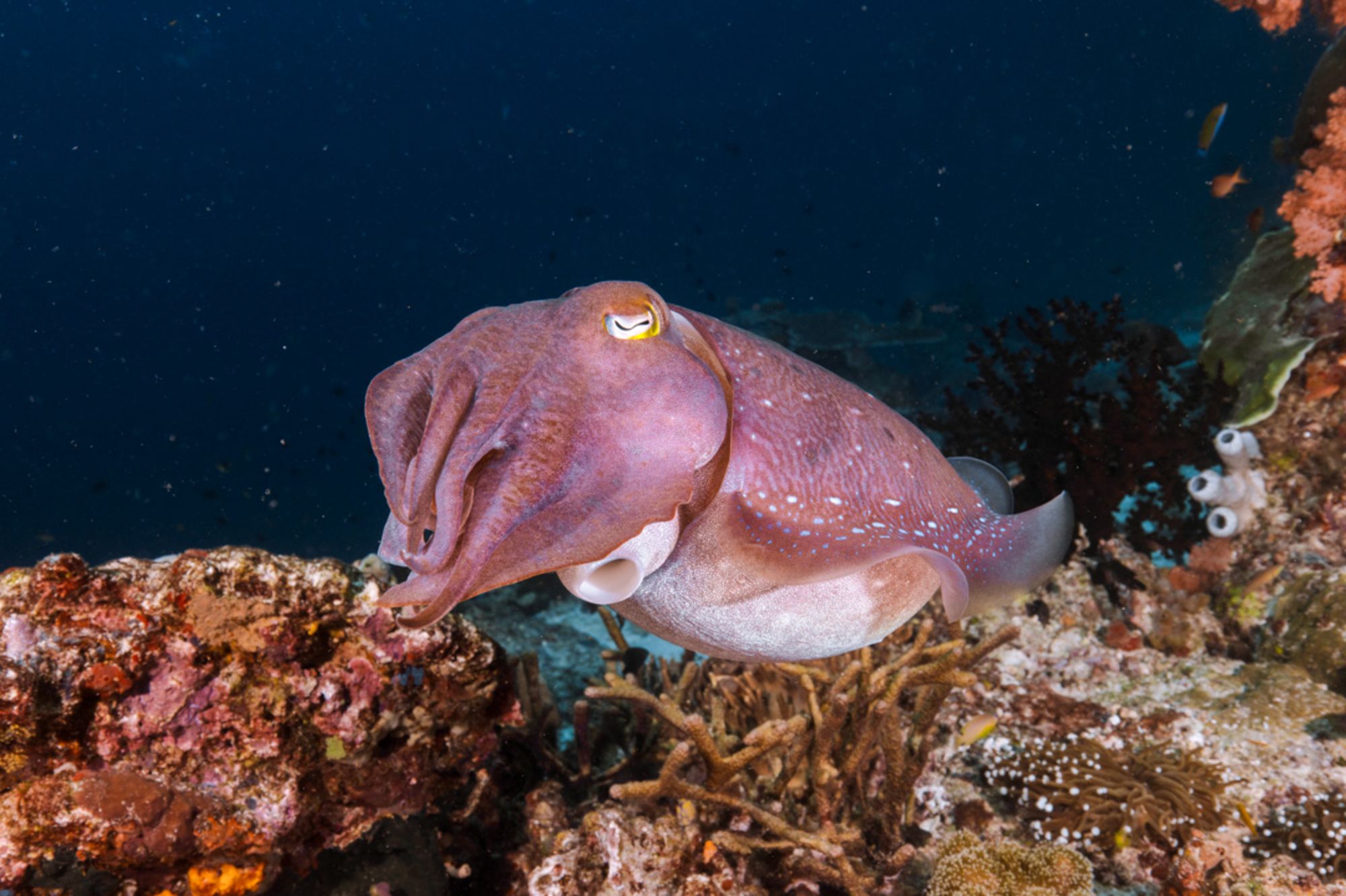 Croisière de rêve au cœur des Moluques de Ambon: Aqua Blu | Raja Ampat | Cuttlefish