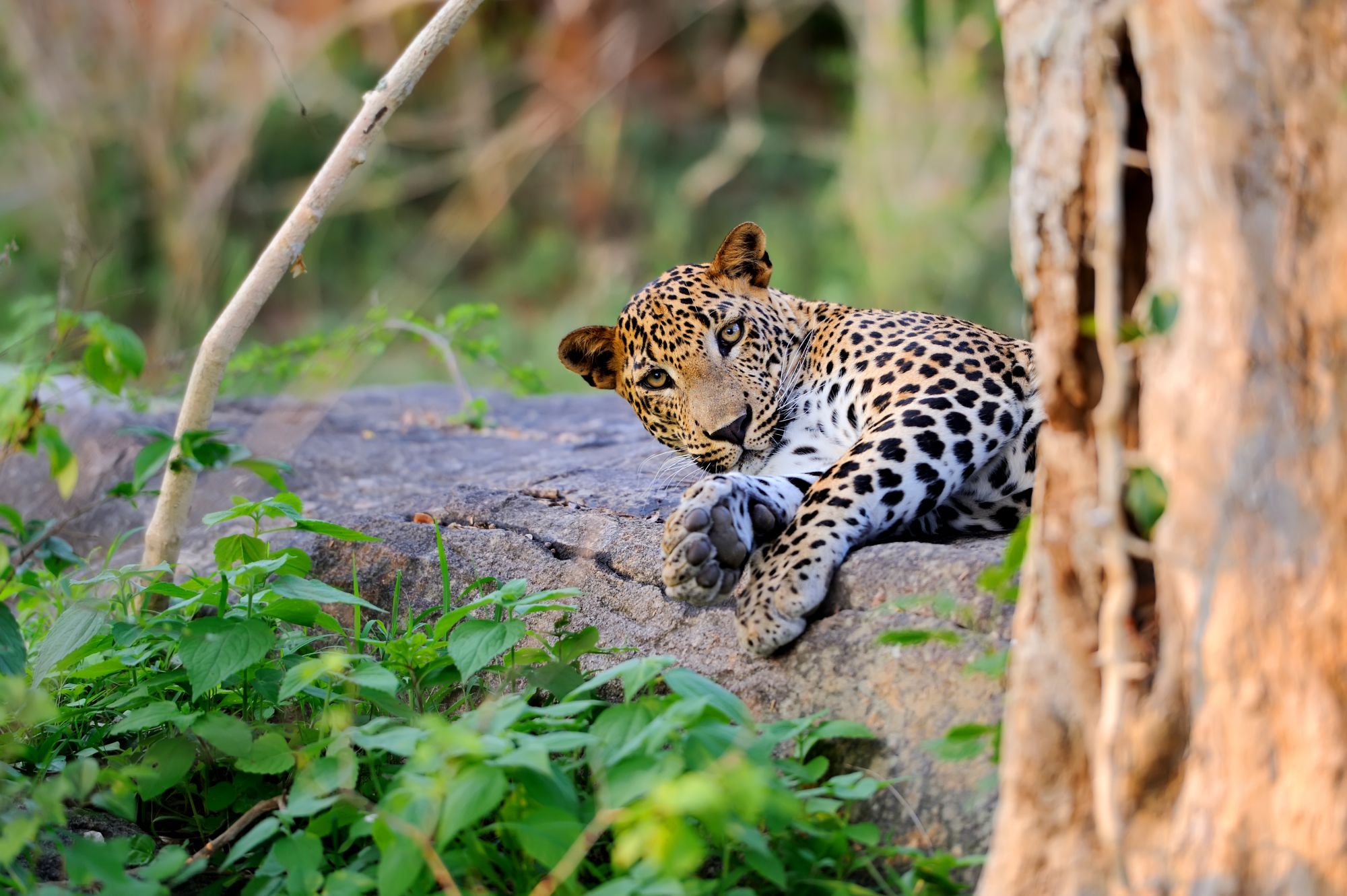L’éclat du Sri Lanka avec Uga de Colombo: Leopard in the wild