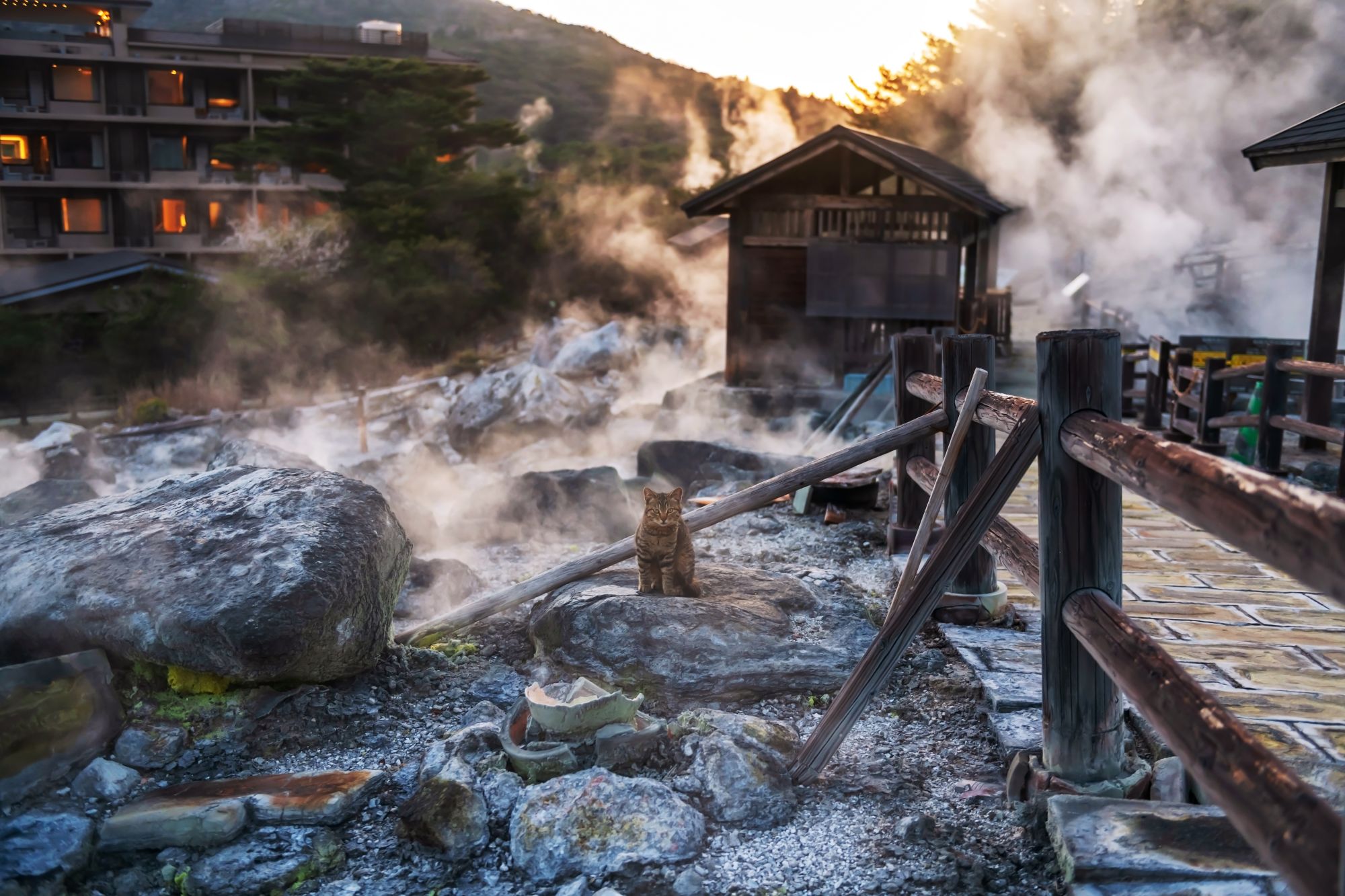 Circuit en voiture de location «Kyushu sauvage» de Fukuoka: Adorable brown tabby cat at Mount Unzen Hell valley