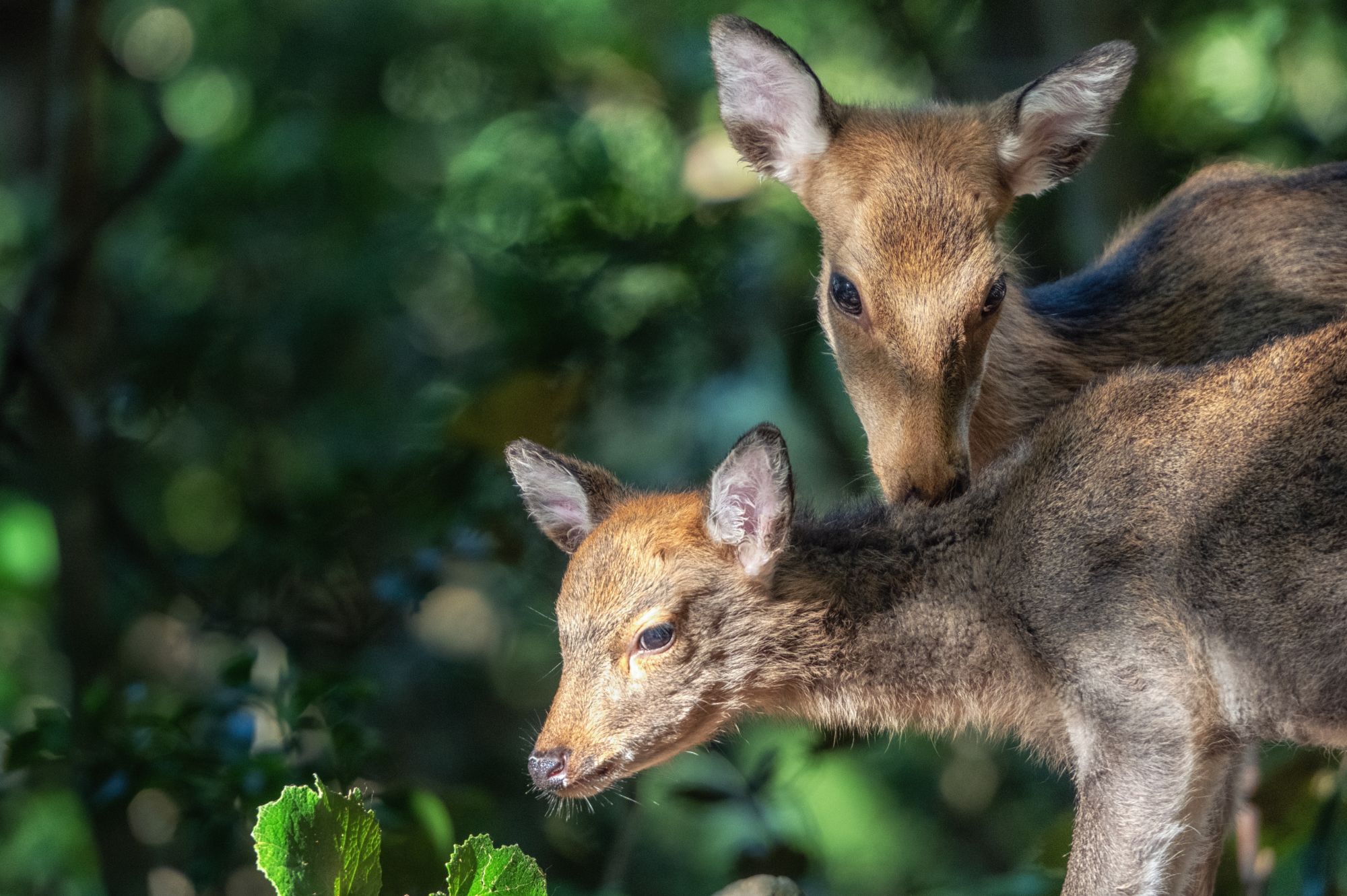 Circuit en voiture de location «Kyushu sauvage» de Fukuoka: Deer on Yakushima Island National Park