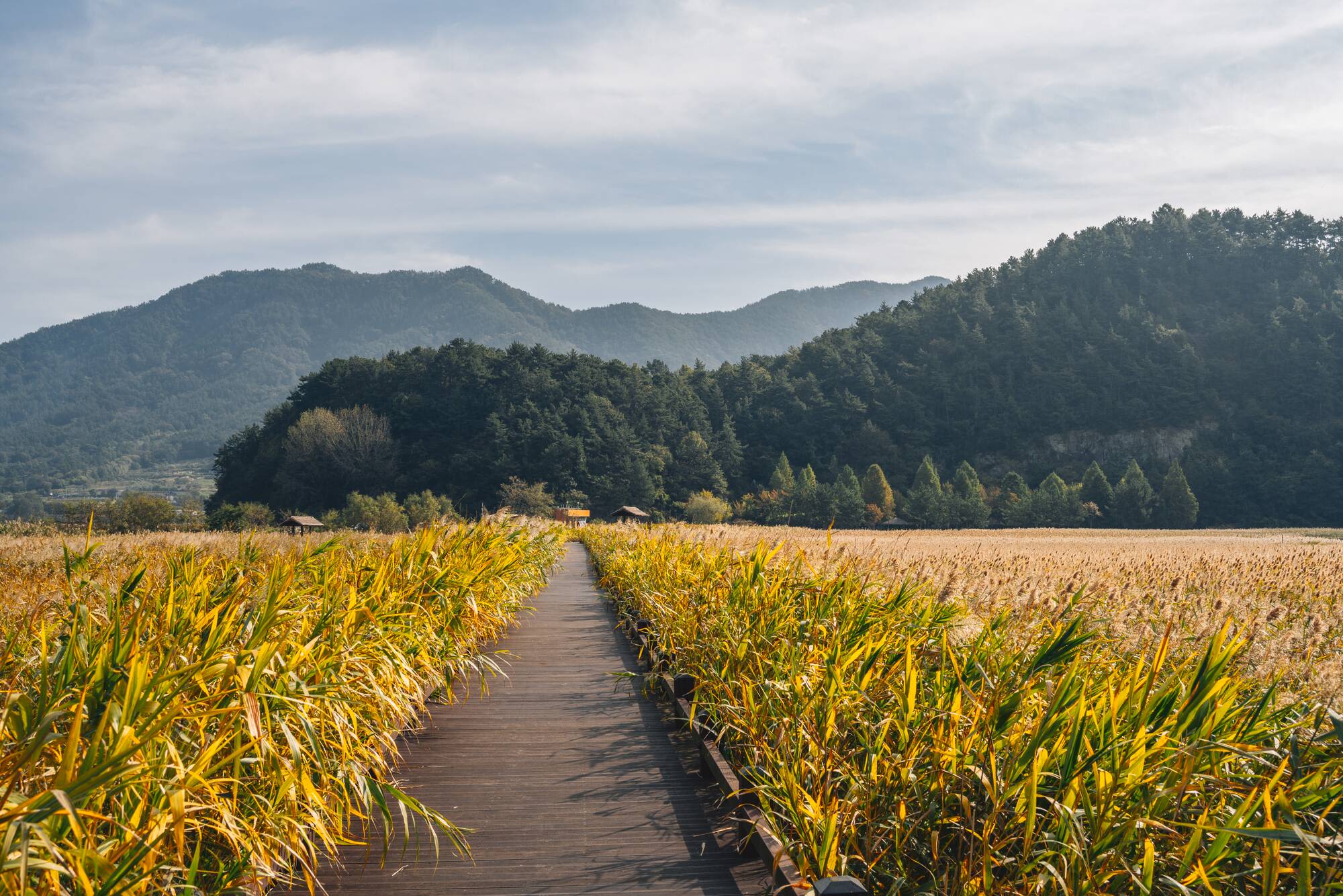 Mietwagen Rundreise «Südliches Korea» ab Seoul: Suncheonman Bay wetland reed field walkway