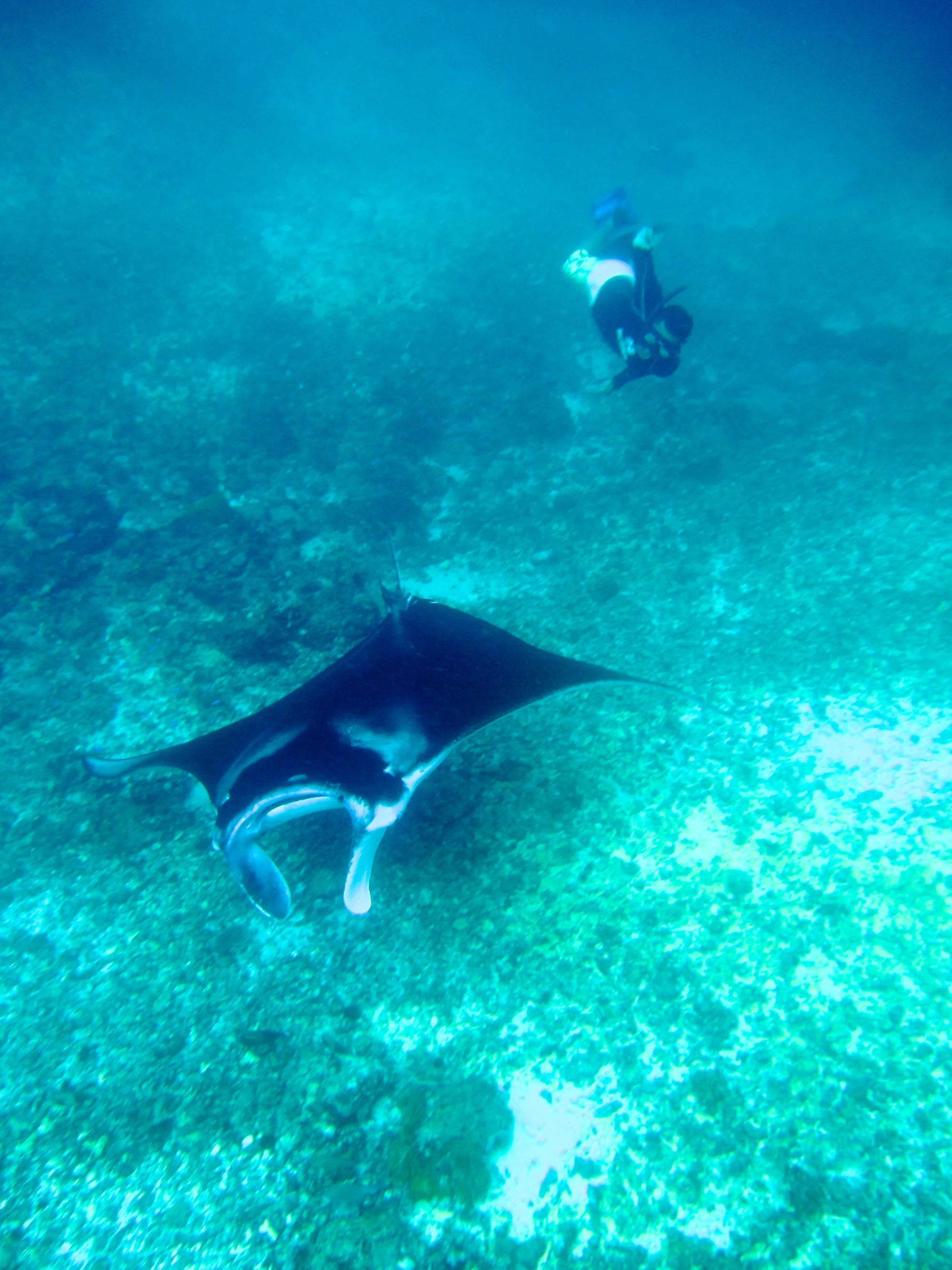 Kreuzfahrt zu den Komodo-Waranen ab Labuan Bajo: Manta