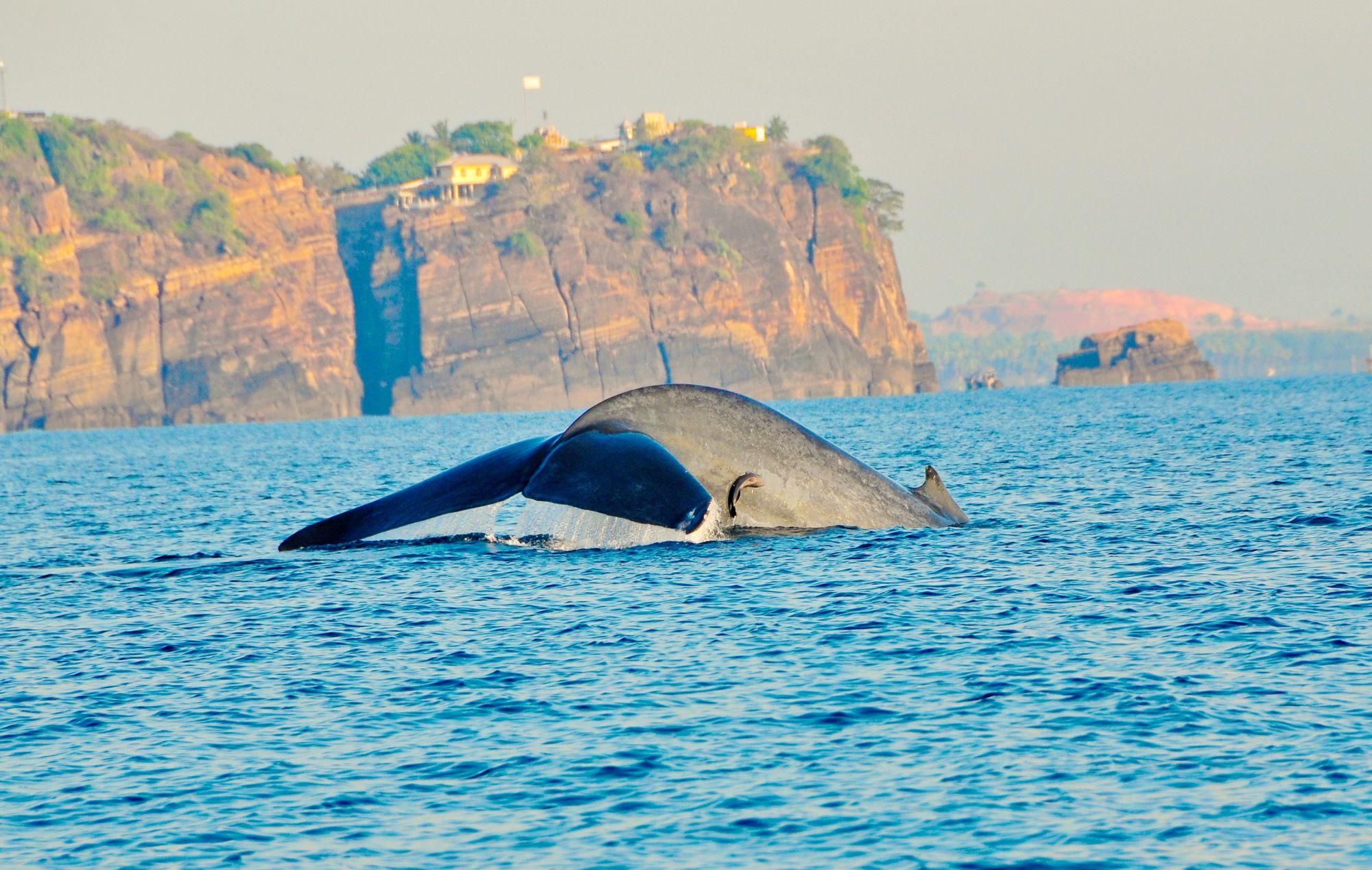 Wildes Süd-Sri Lanka ab Colombo: Whale watching